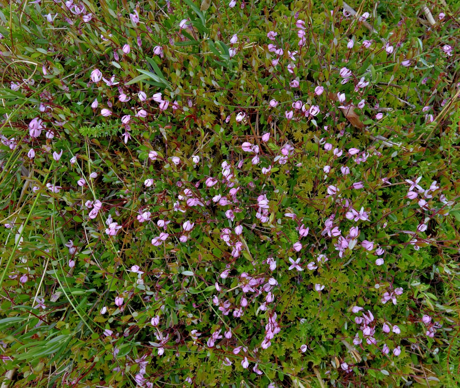 Valokuvaaja: Reijo Juurinen Valokuvaaja: Reijo Juurinen