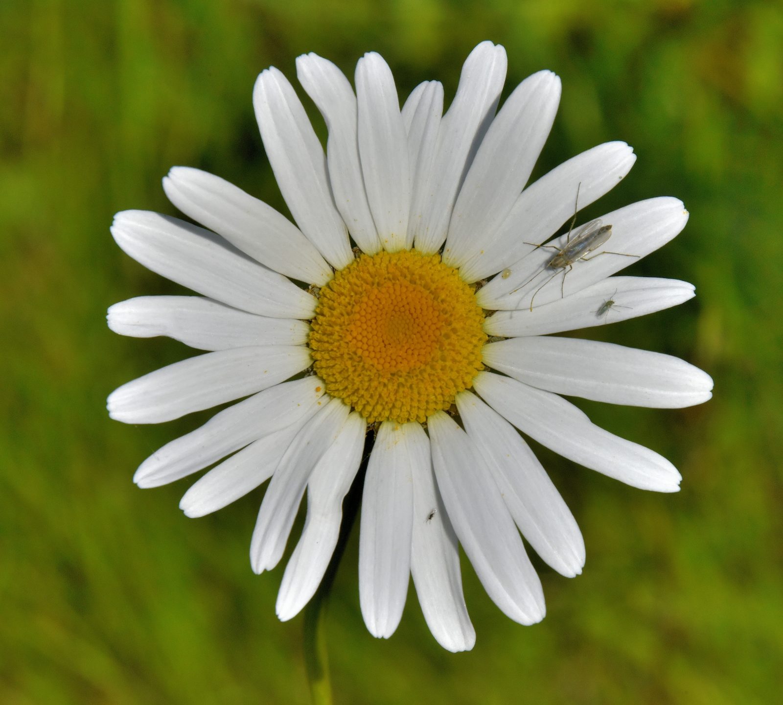 Valokuvaaja: Reijo Juurinen Valokuvaaja: Reijo Juurinen