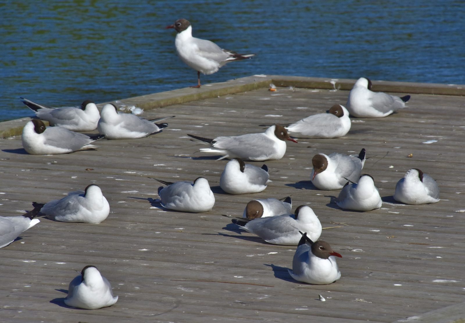 Valokuvaaja: Reijo Juurinen