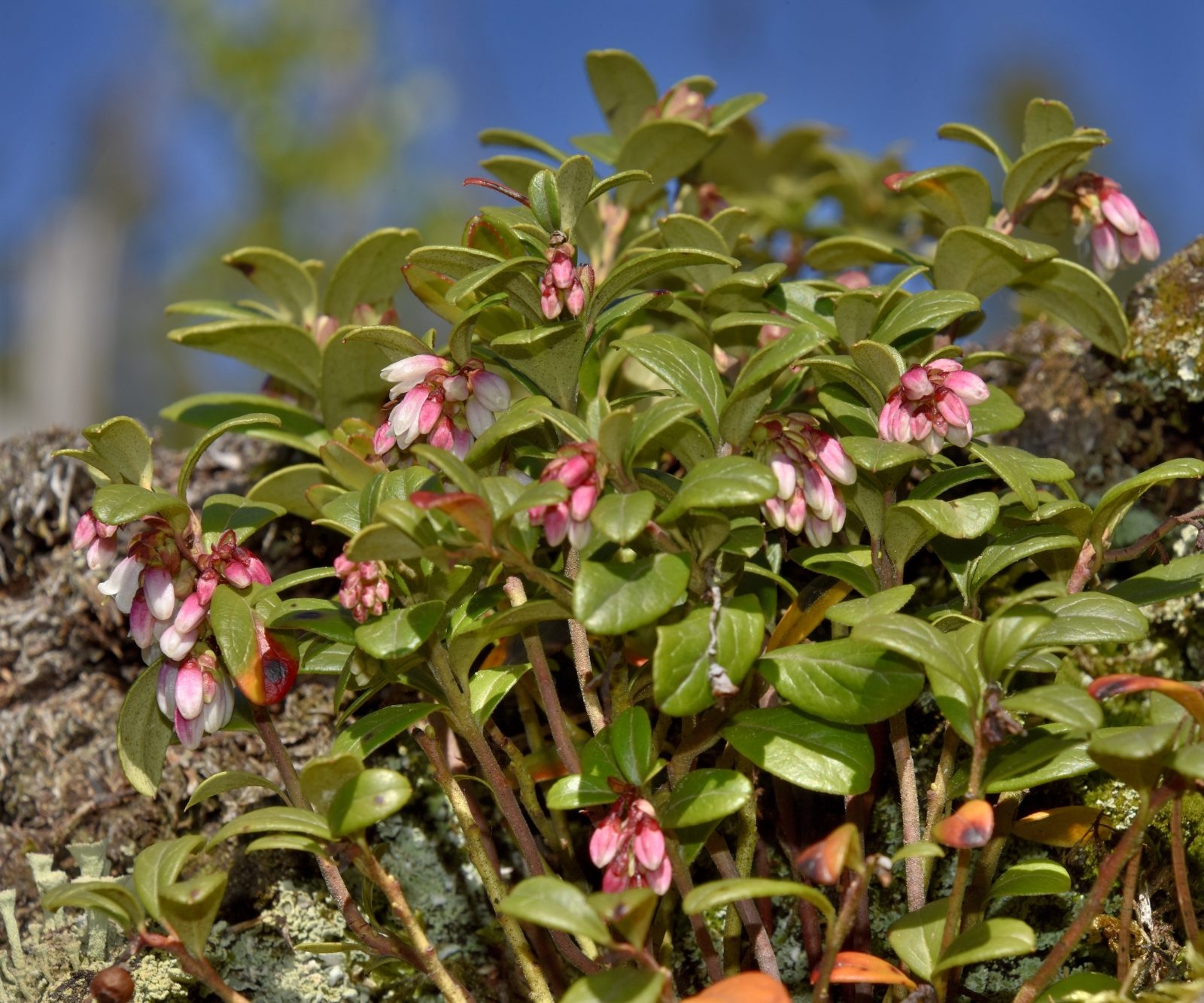Valokuvaaja: Reijo Juurinen