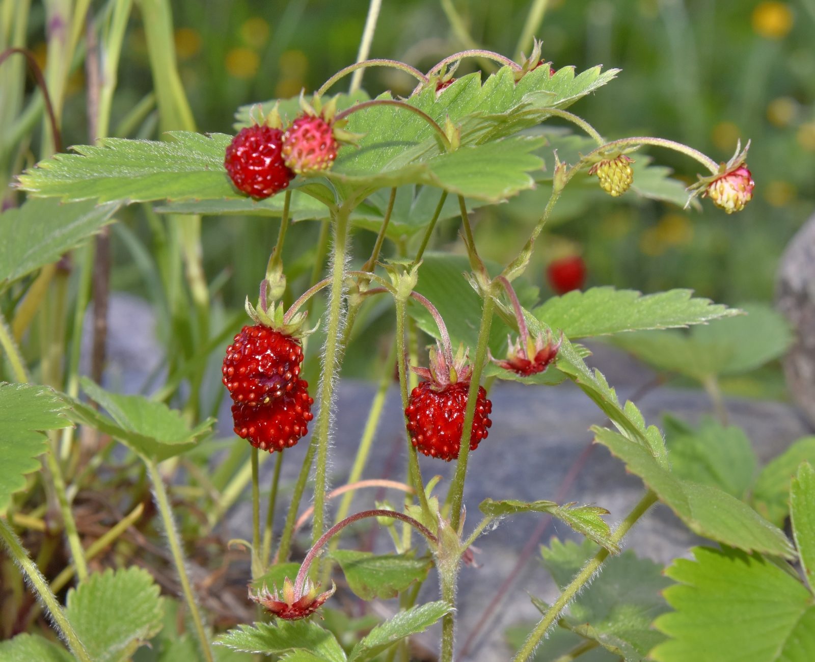 Valokuvaaja: Reijo Juurinen