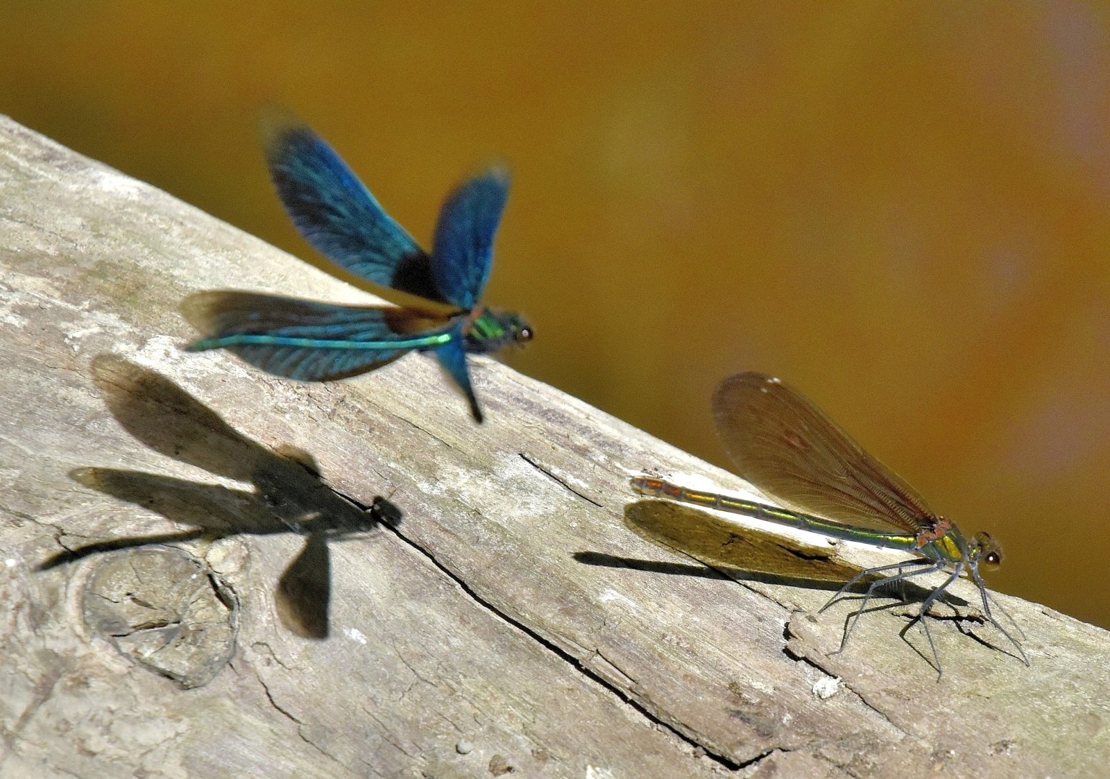 Valokuvaaja: Reijo Juurinen