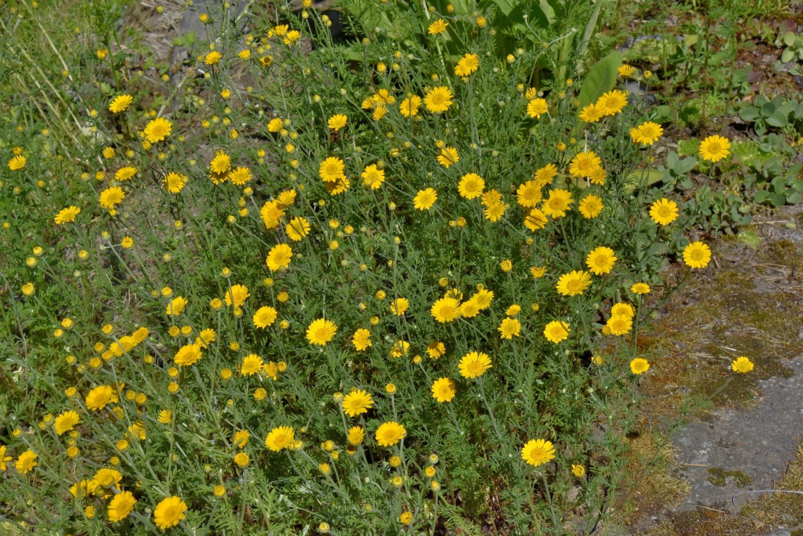 Valokuvaaja: Reijo Juurinen