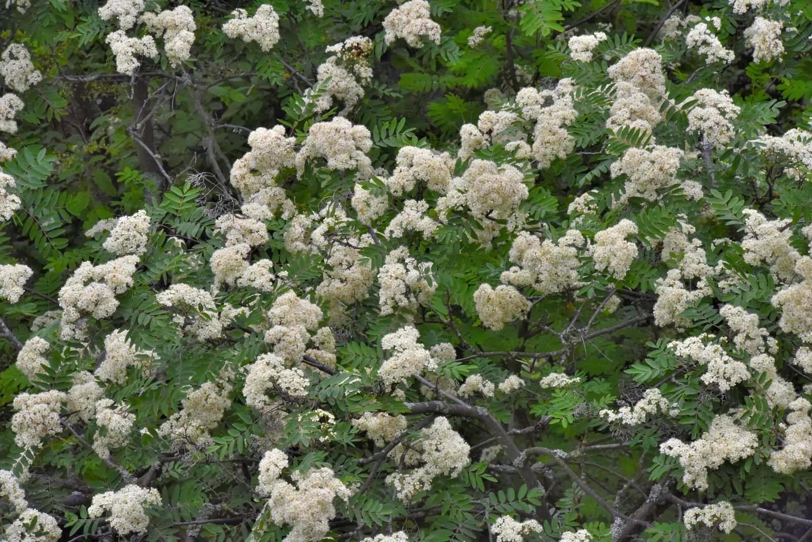 Valokuvaaja: Reijo Juurinen