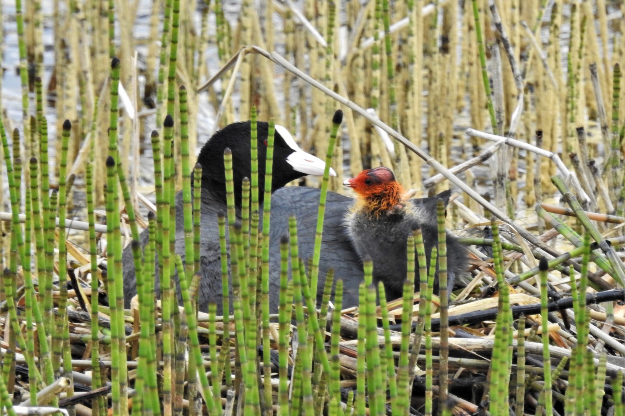 Valokuvaaja: Maarit Siitonen