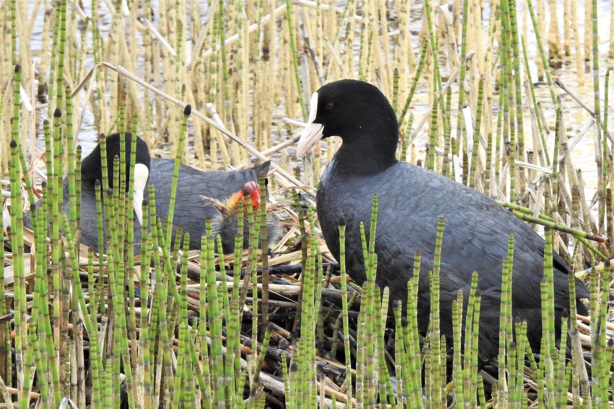 Valokuvaaja: Maarit Siitonen
