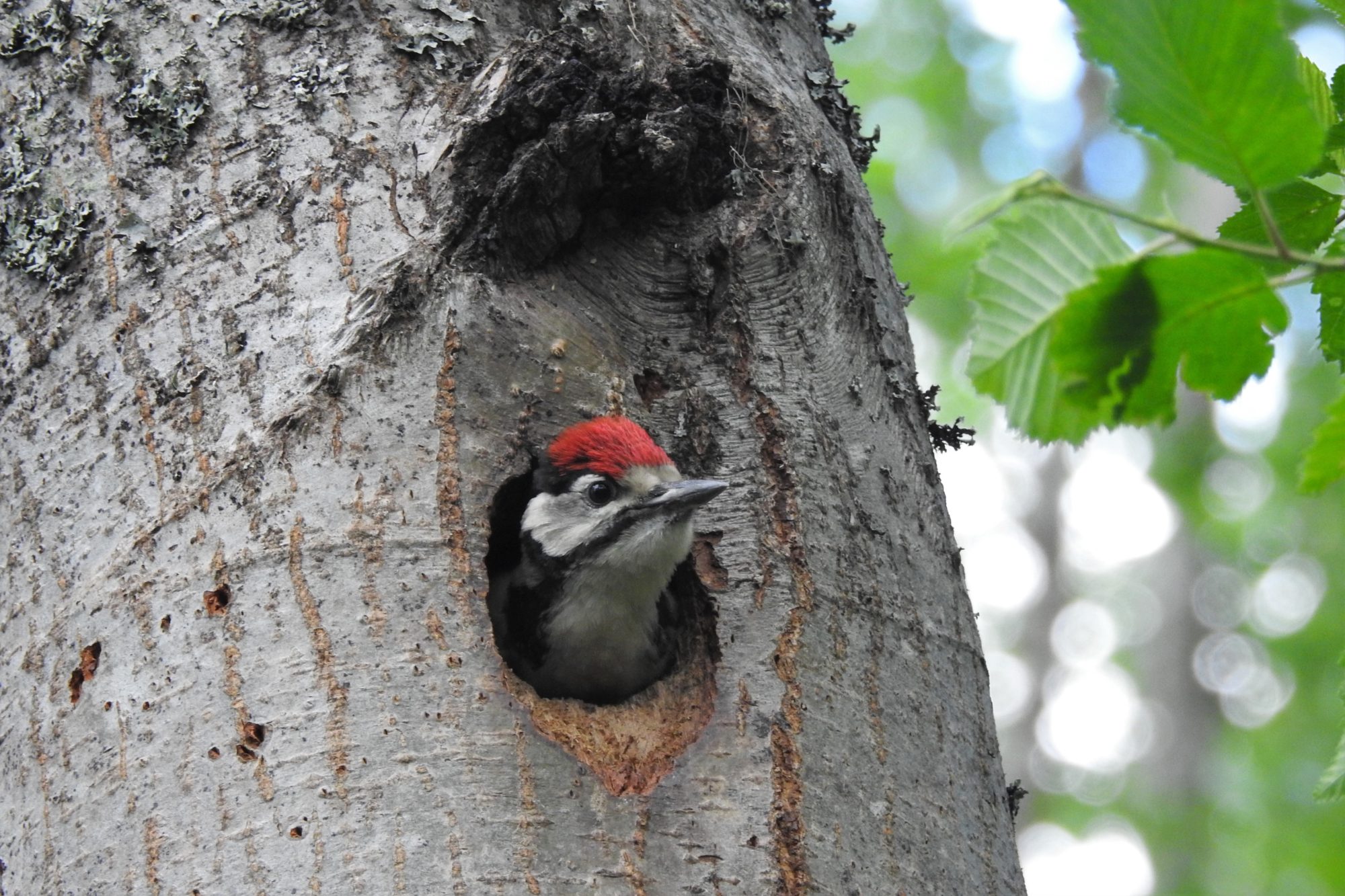 Valokuvaaja: Maarit Siitonen