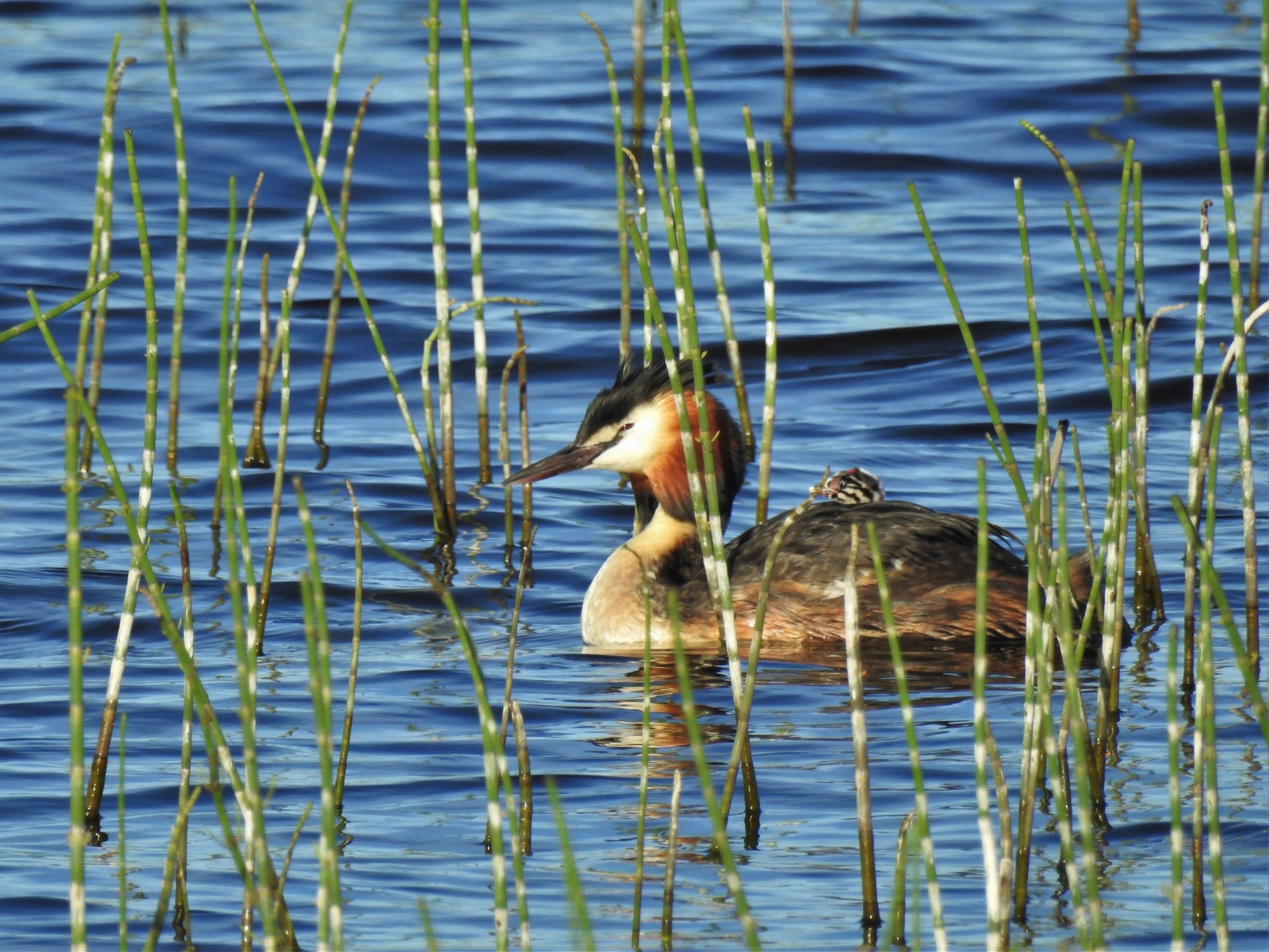 Valokuvaaja: Maarit Siitonen