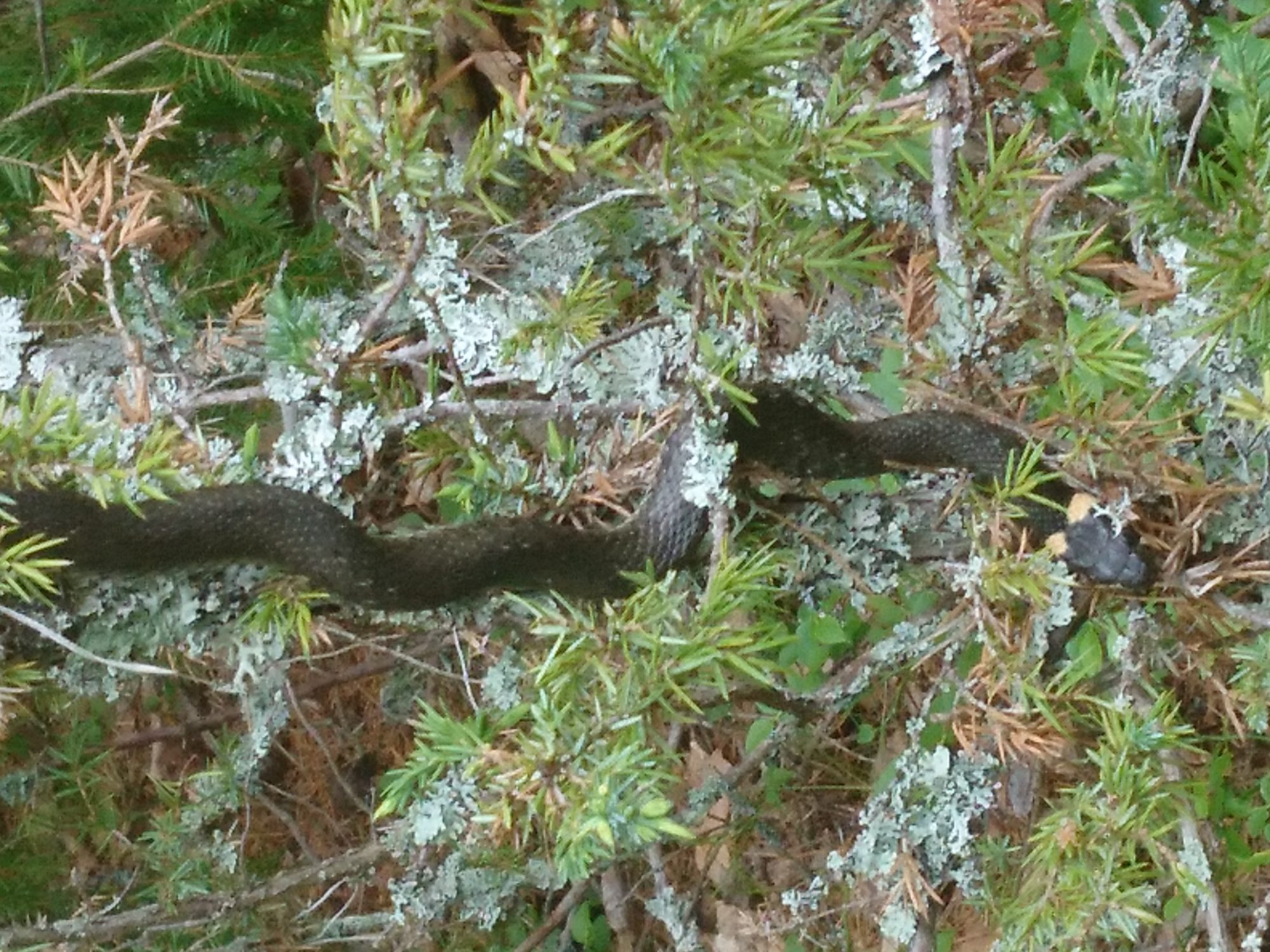Valokuvaaja: Minna Louni