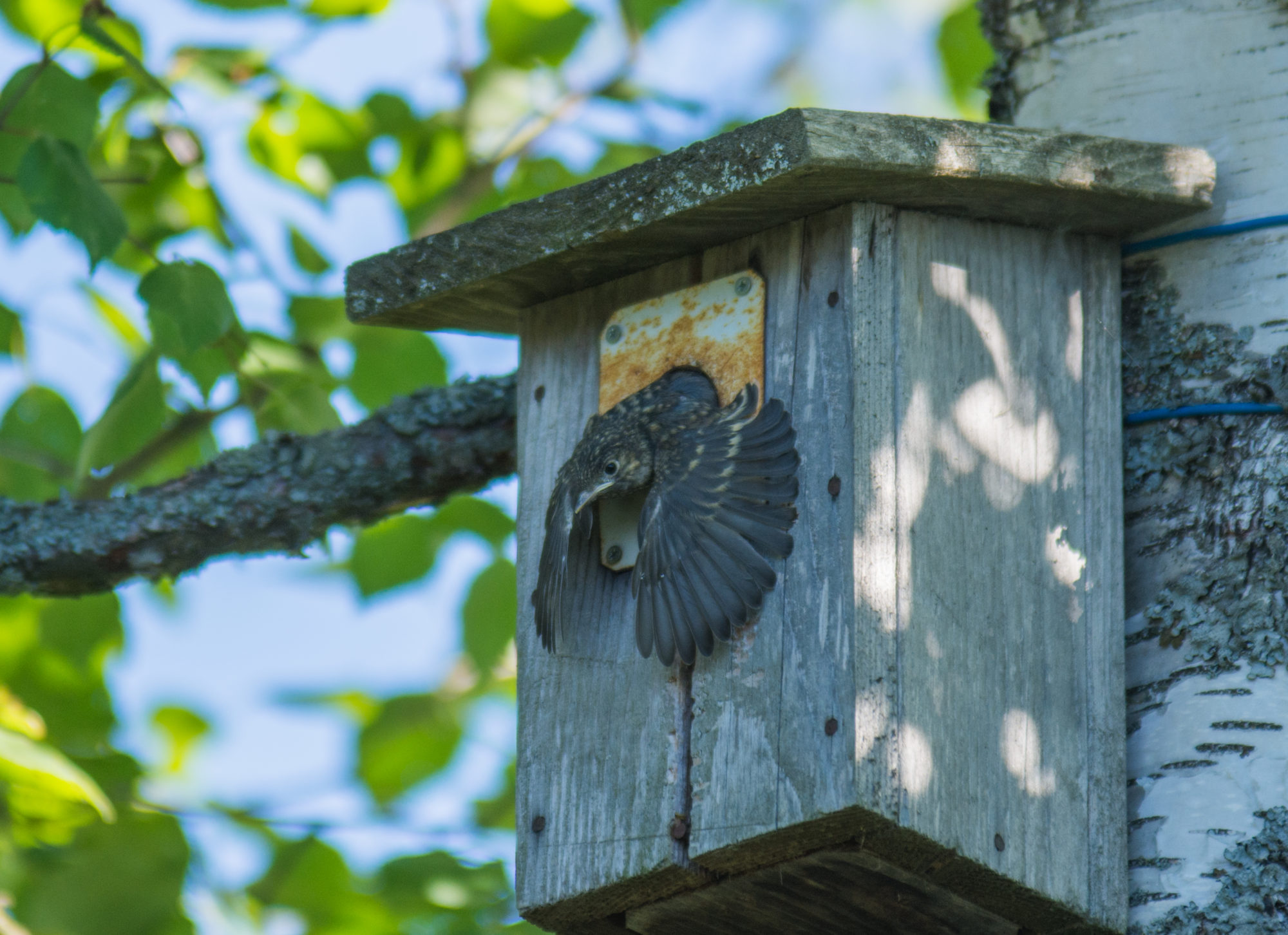 Valokuvaaja: markku saarinen