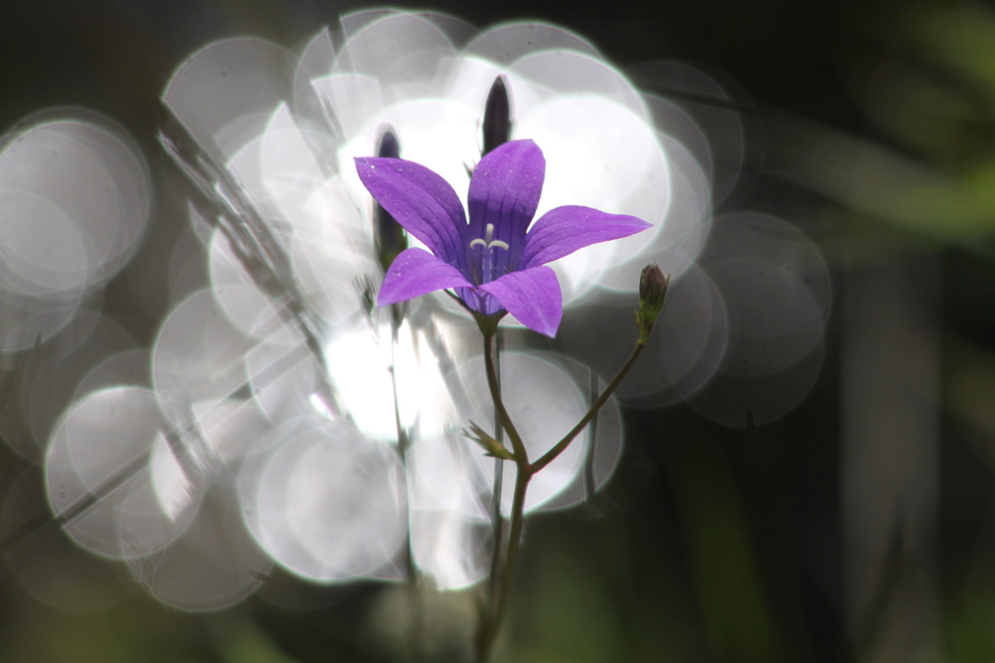 Valokuvaaja: Kaarlo Asikainen