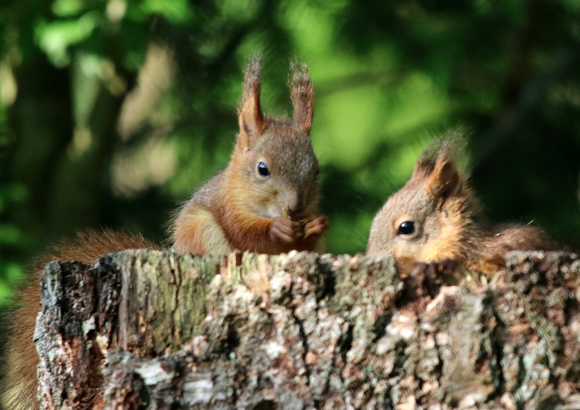 Valokuvaaja: Hannu Rasiranta