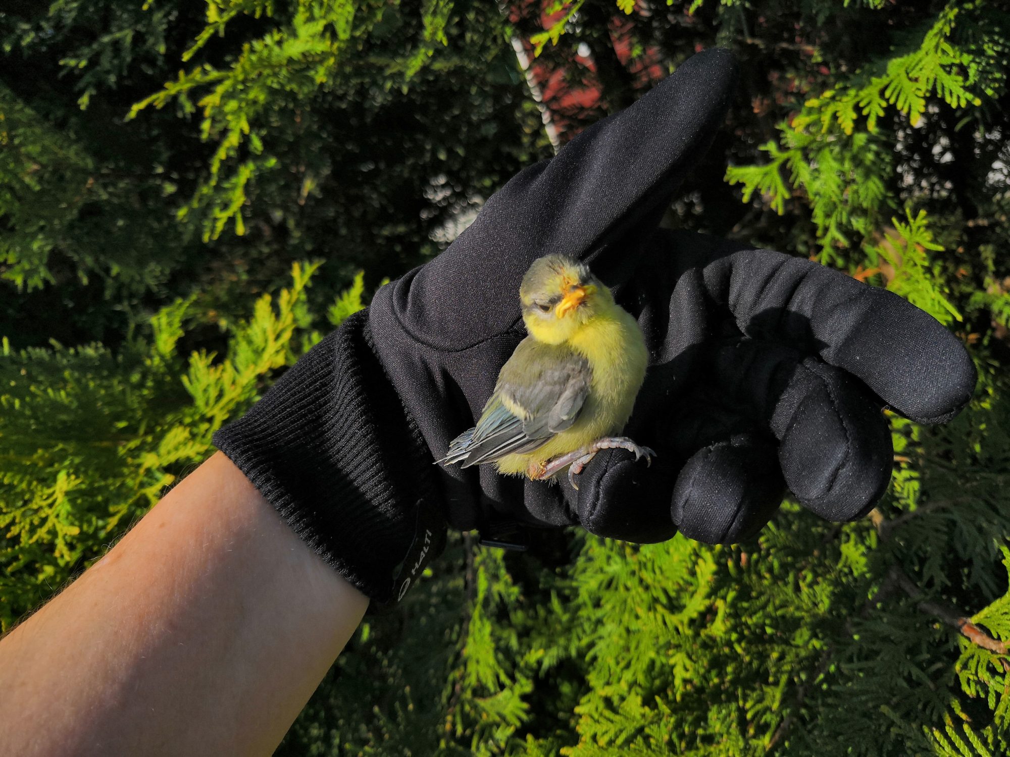 Valokuvaaja: Anna Saari