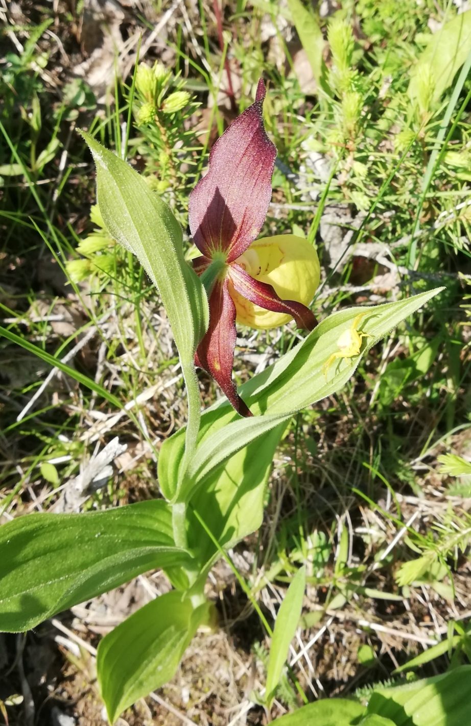 Valokuvaaja: Sanna Rautiainen