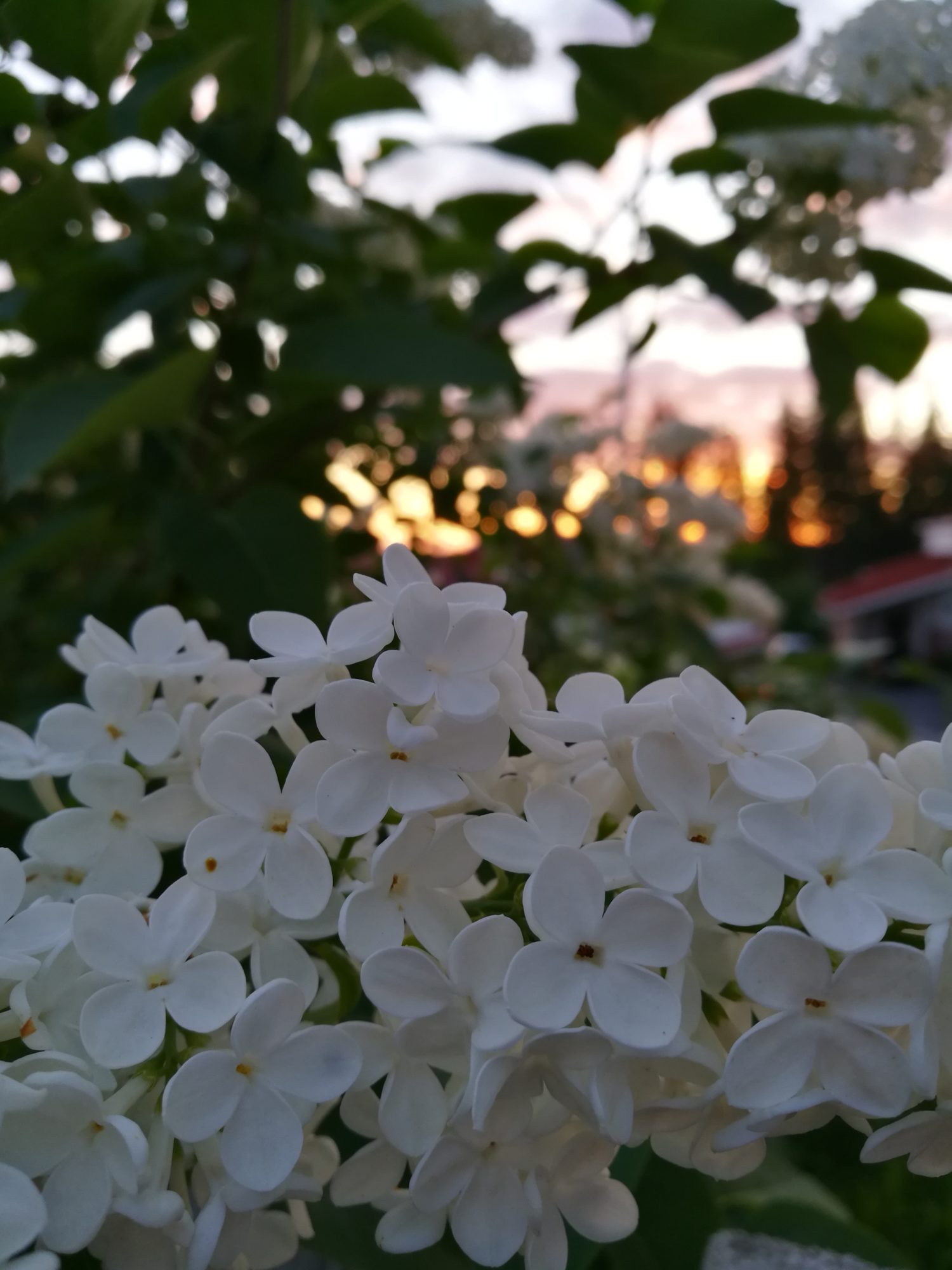 Valokuvaaja: Jyri Oksanen Valokuvaaja: Jyri Oksanen