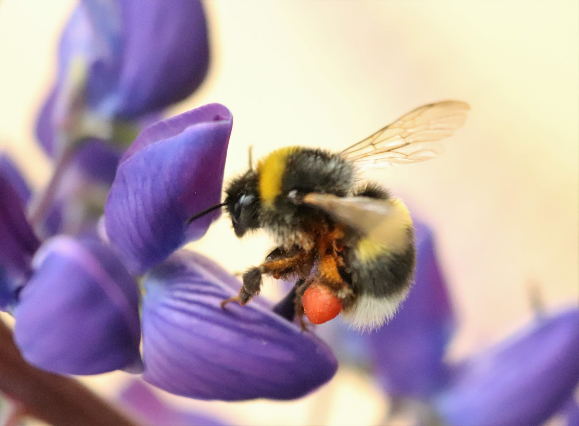 Valokuvaaja: Irja Lehtinen