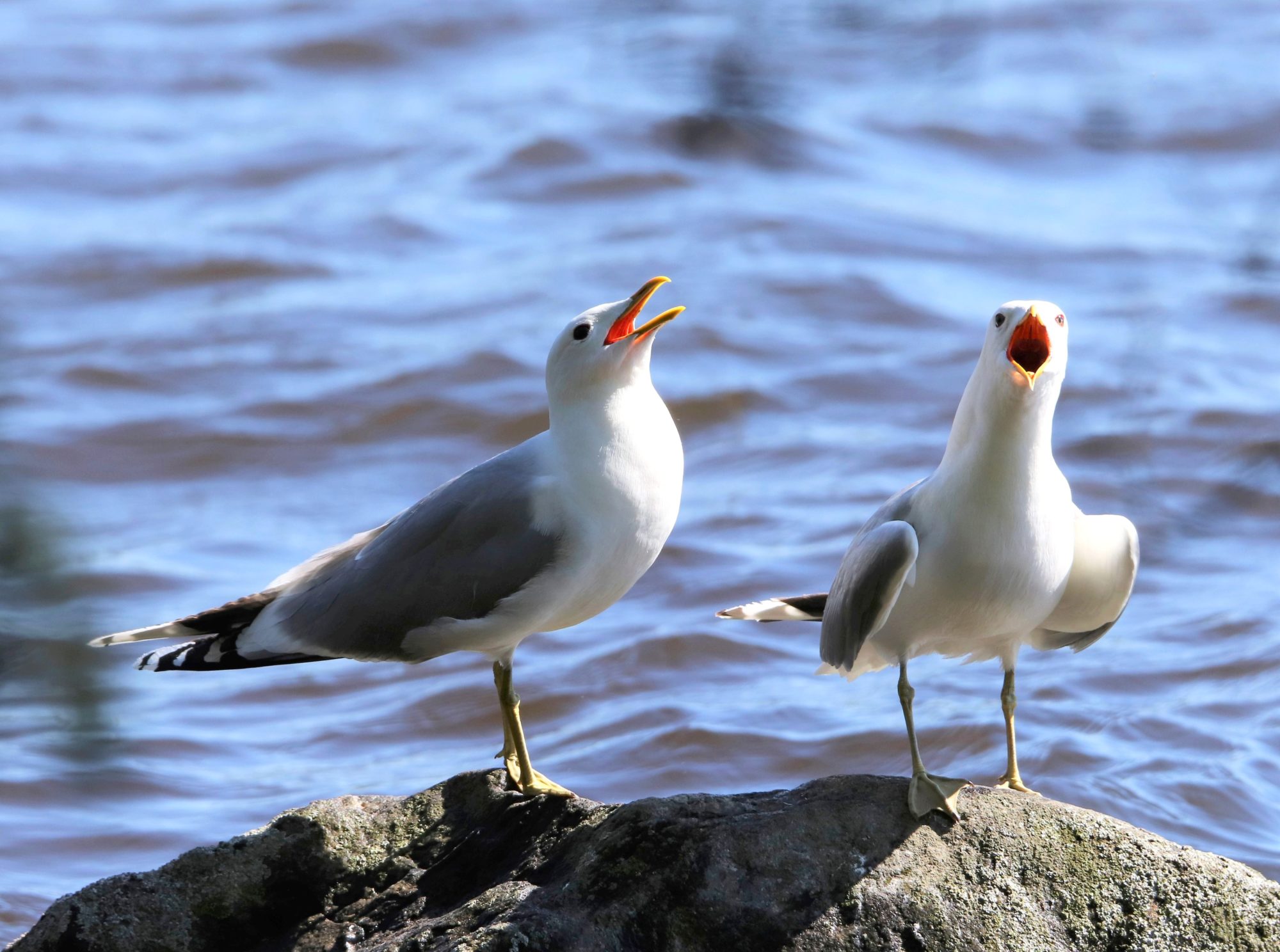 Valokuvaaja: Irja Lehtinen