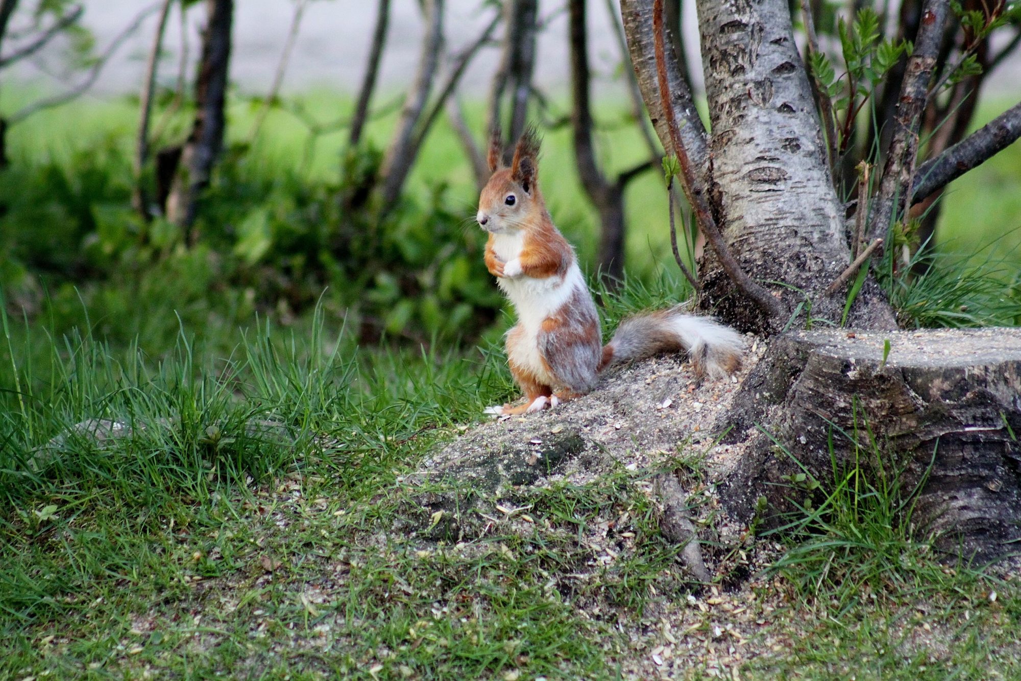 Valokuvaaja: Pirkko Siukonen