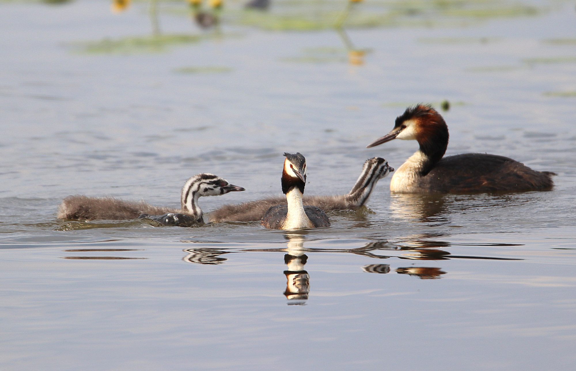 Valokuvaaja: Irja Lehtinen