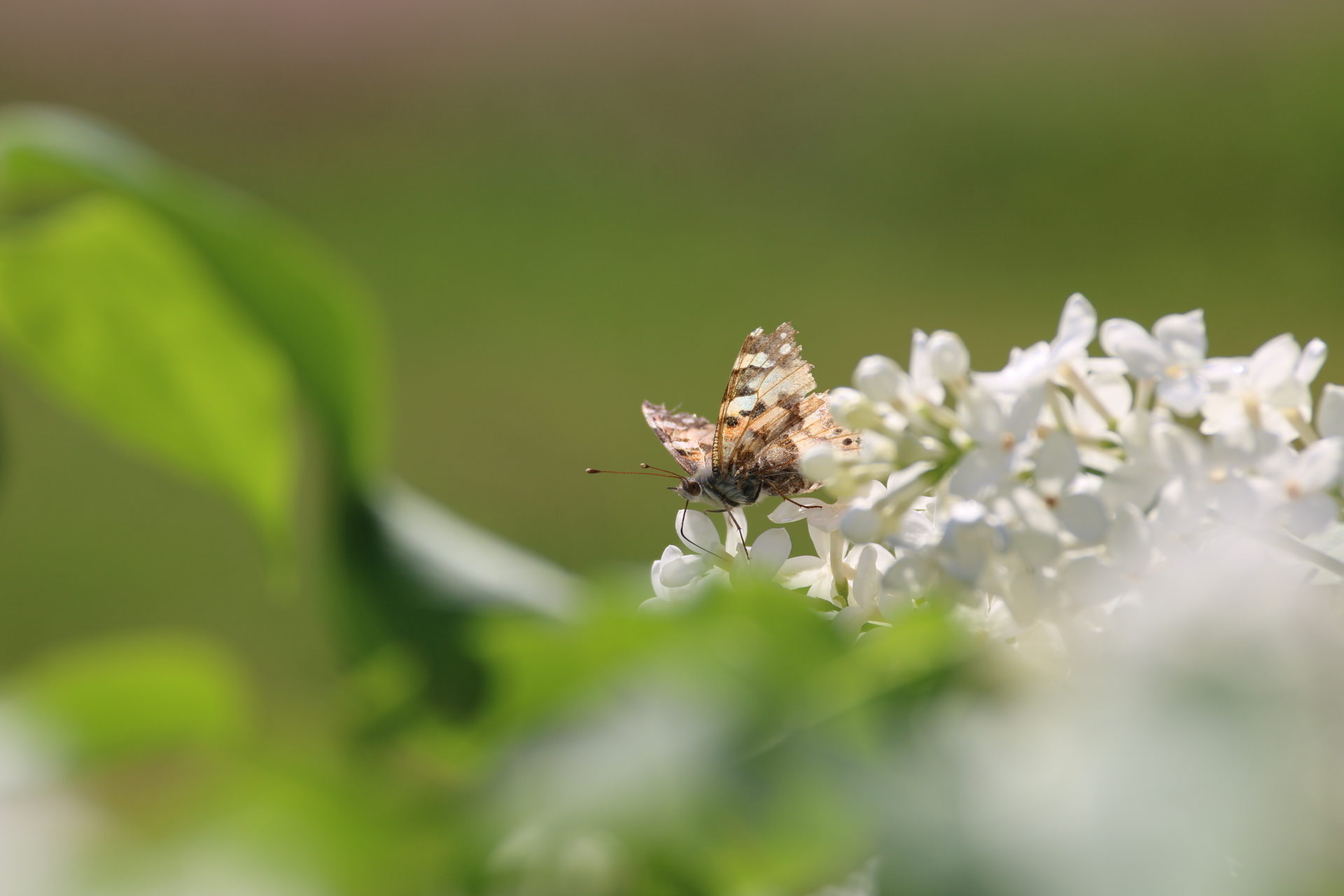 Valokuvaaja: Teija Järvenpää