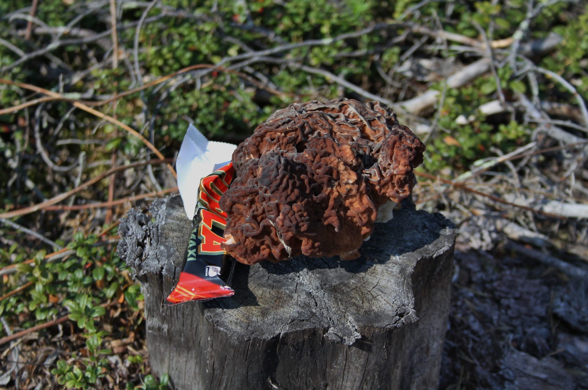 Valokuvaaja: Pirkko Siukonen