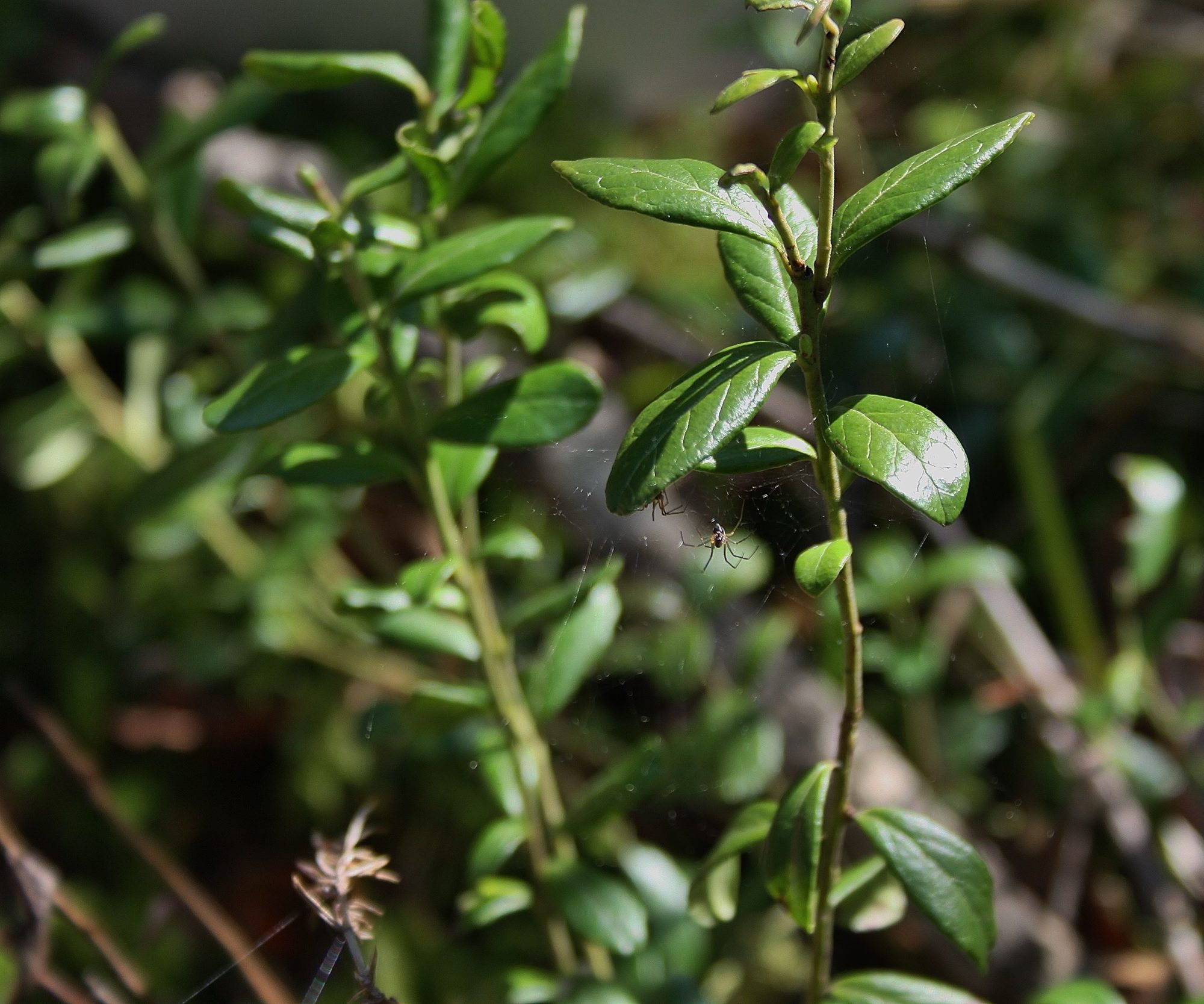 Valokuvaaja: Pirkko Siukonen