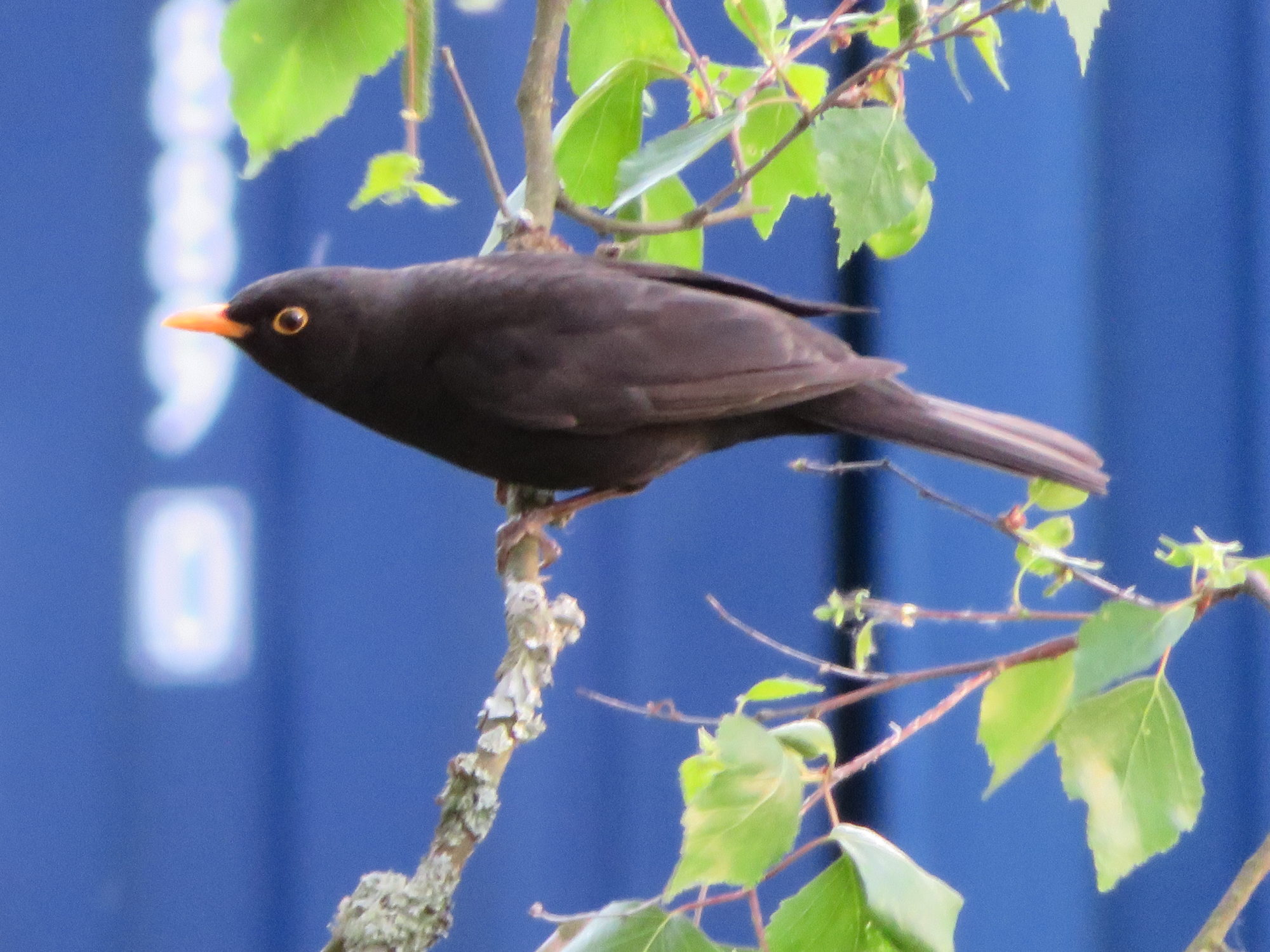 Valokuvaaja: Risto Kangassalo