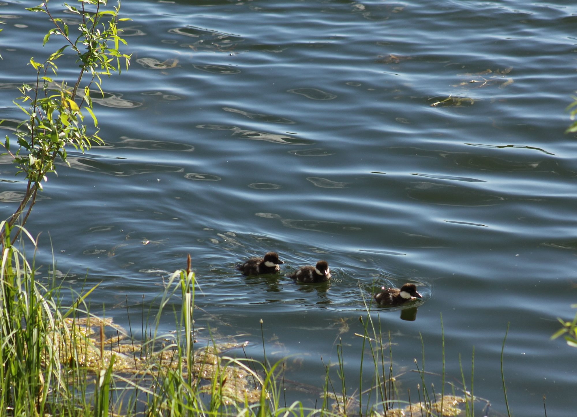 Valokuvaaja: Pirkko Siukonen