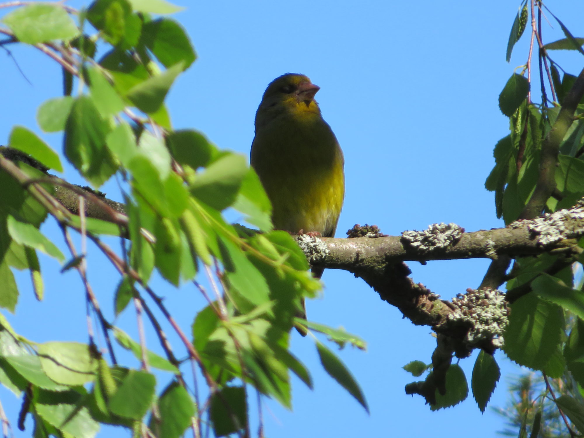 Valokuvaaja: Risto Kangassalo