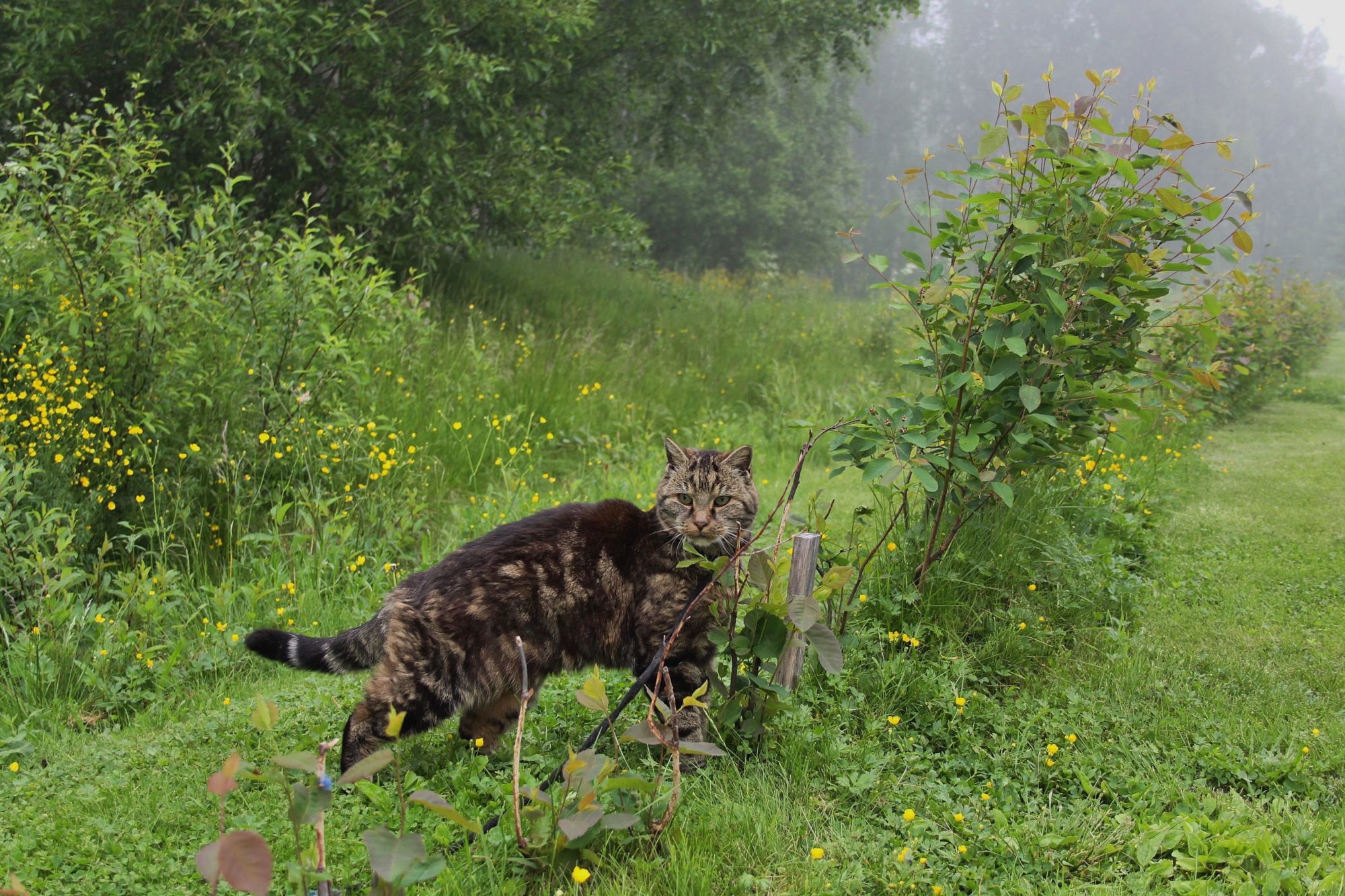 Valokuvaaja: Pirkko Siukonen