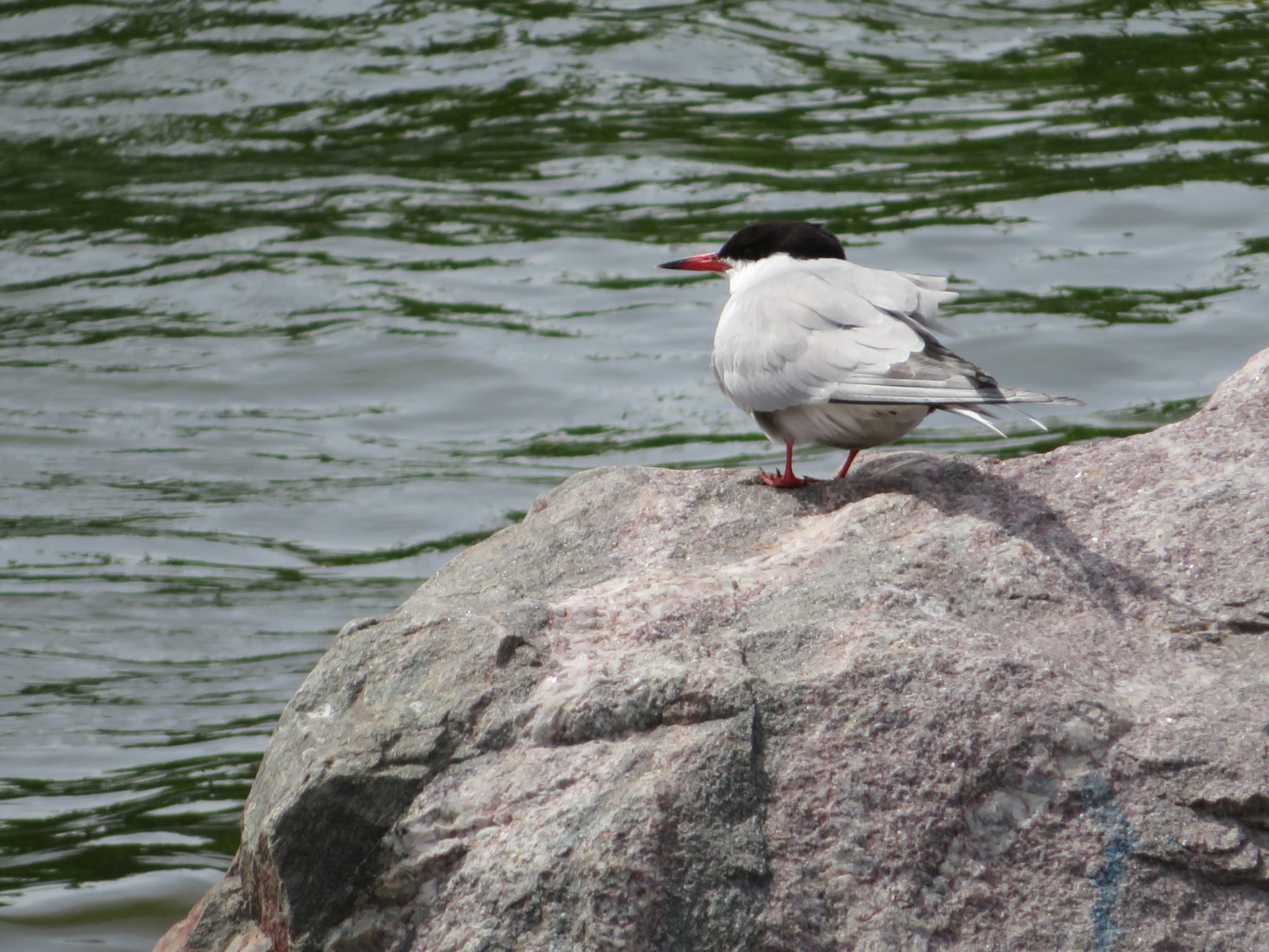 Valokuvaaja: Risto Kangassalo