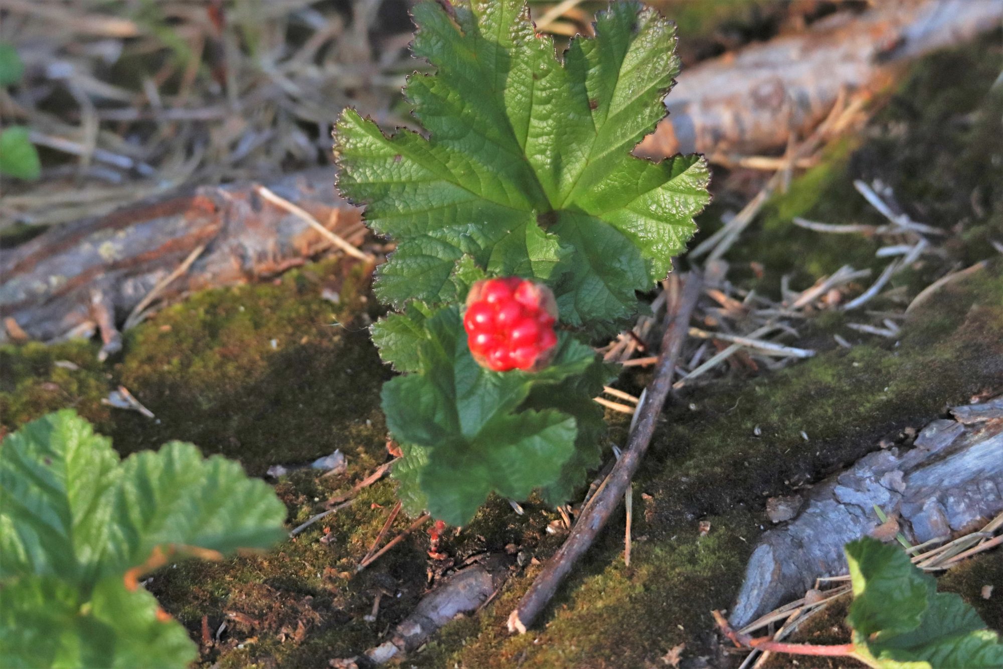 Valokuvaaja: Irja Lehtinen
