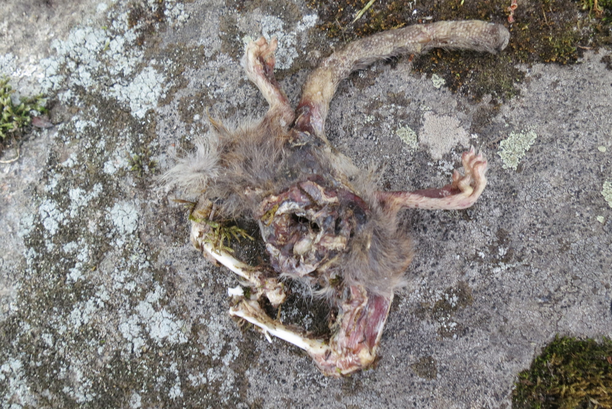 Valokuvaaja: Jorma Aaltonen