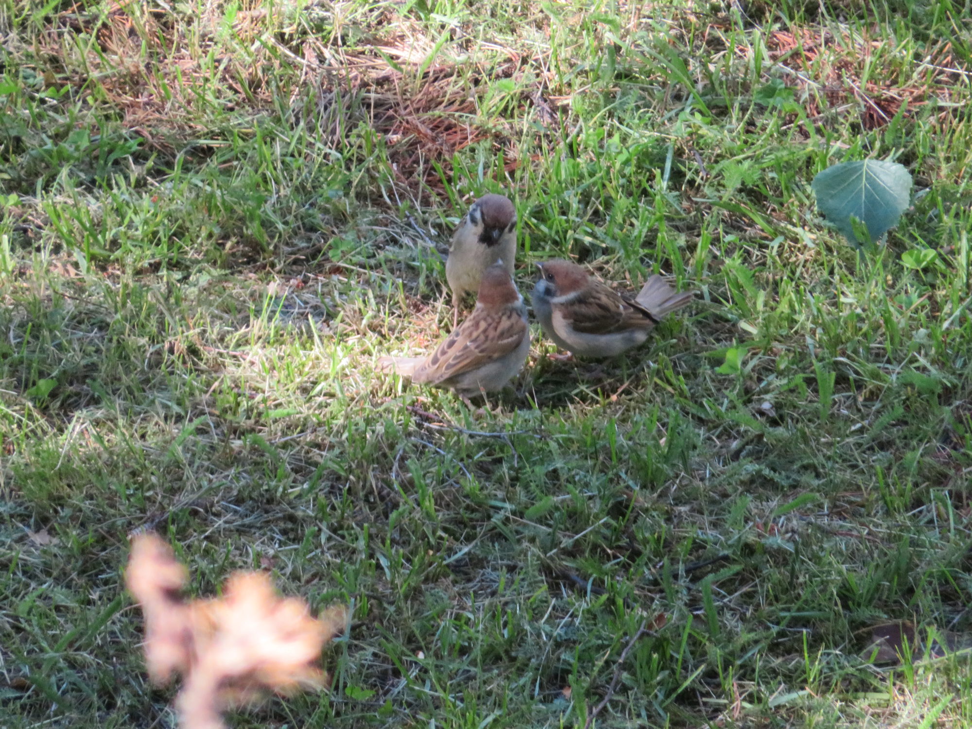 Valokuvaaja: Risto Kangassalo