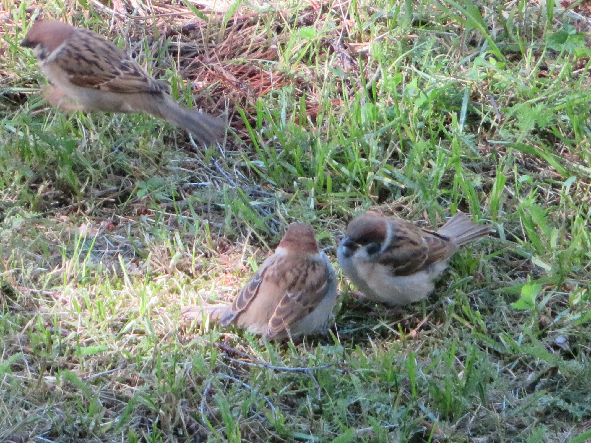Valokuvaaja: Risto Kangassalo