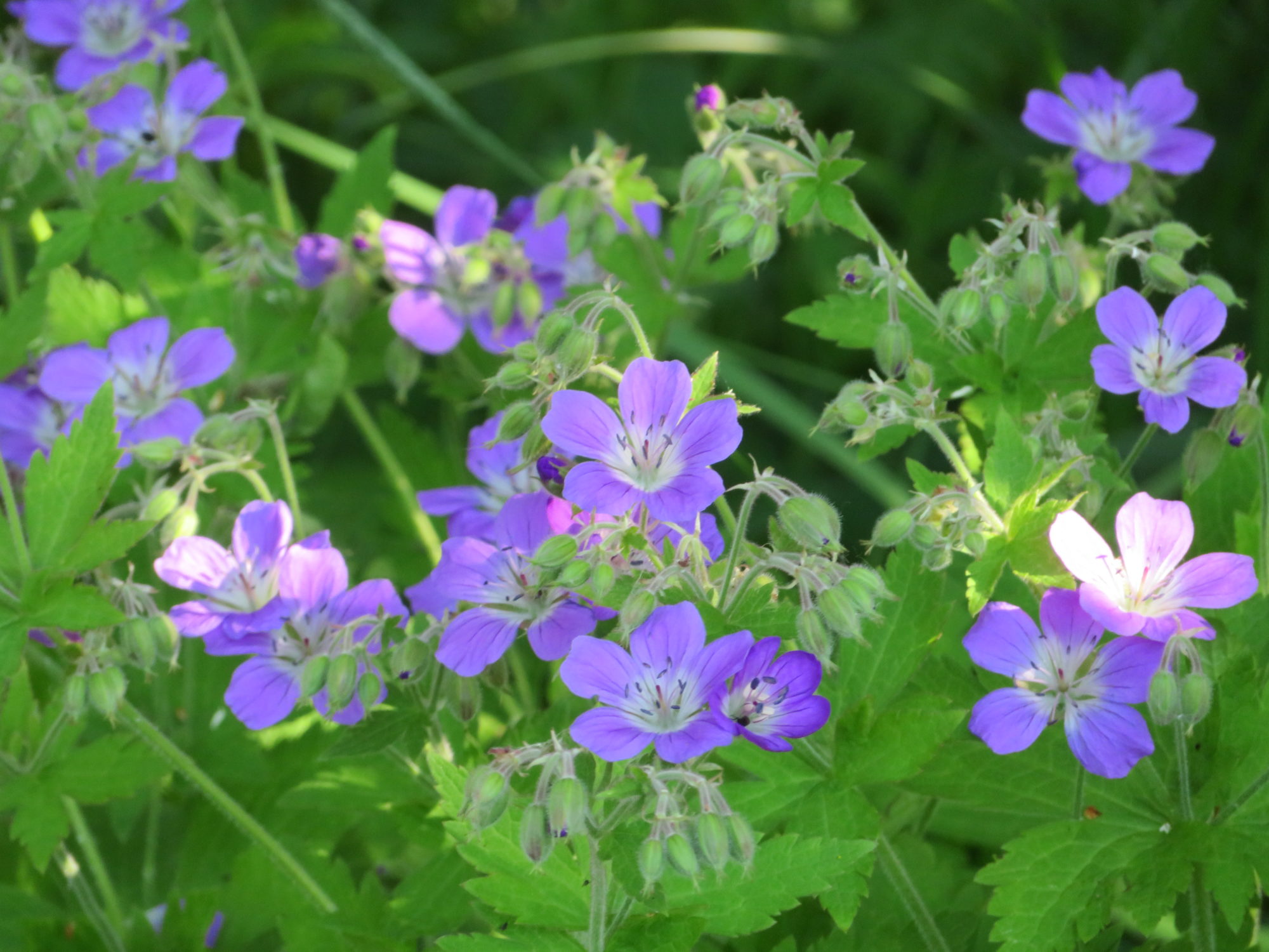 Valokuvaaja: Risto Kangassalo