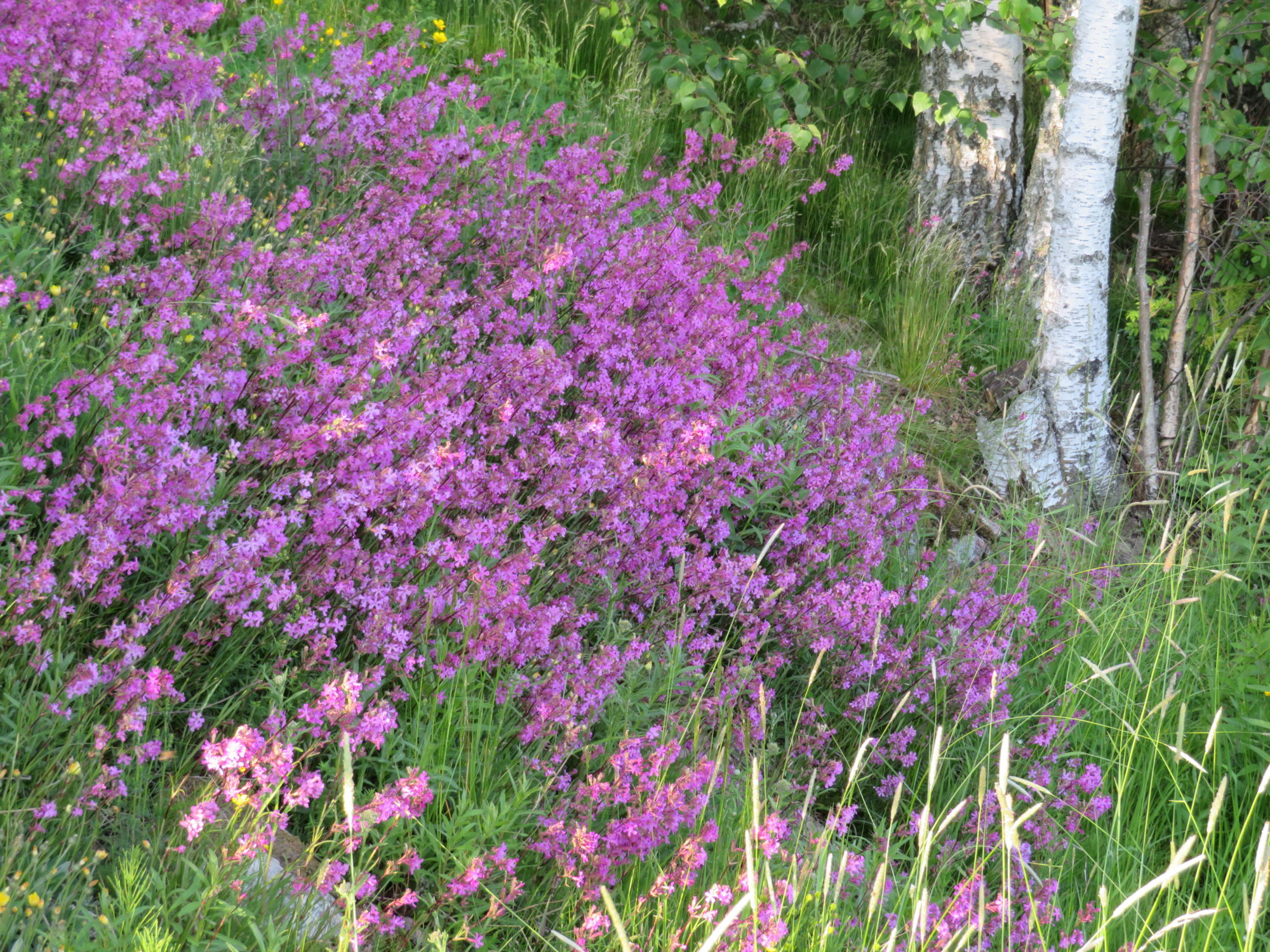 Valokuvaaja: Risto Kangassalo