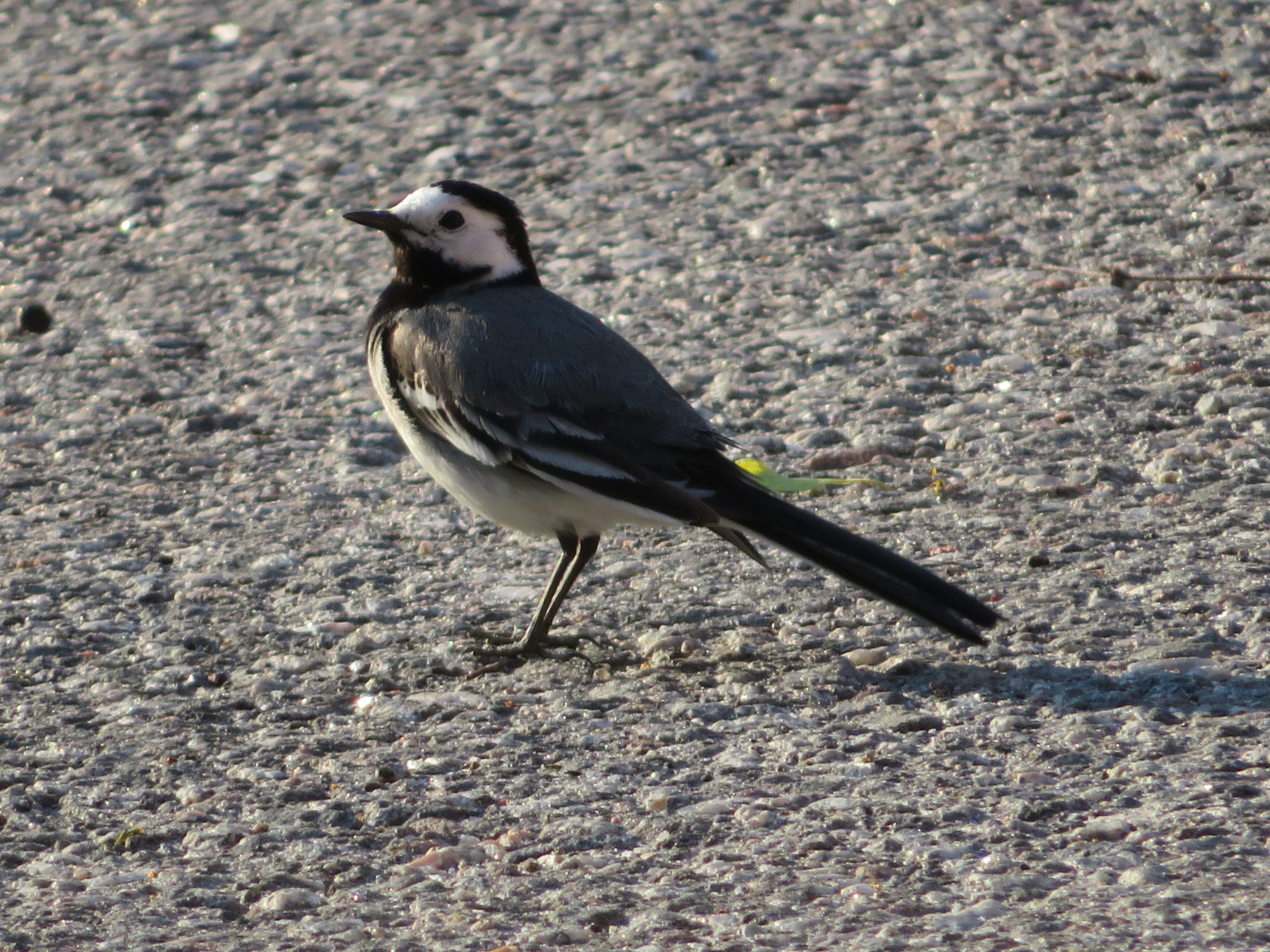 Valokuvaaja: Risto Kangassalo