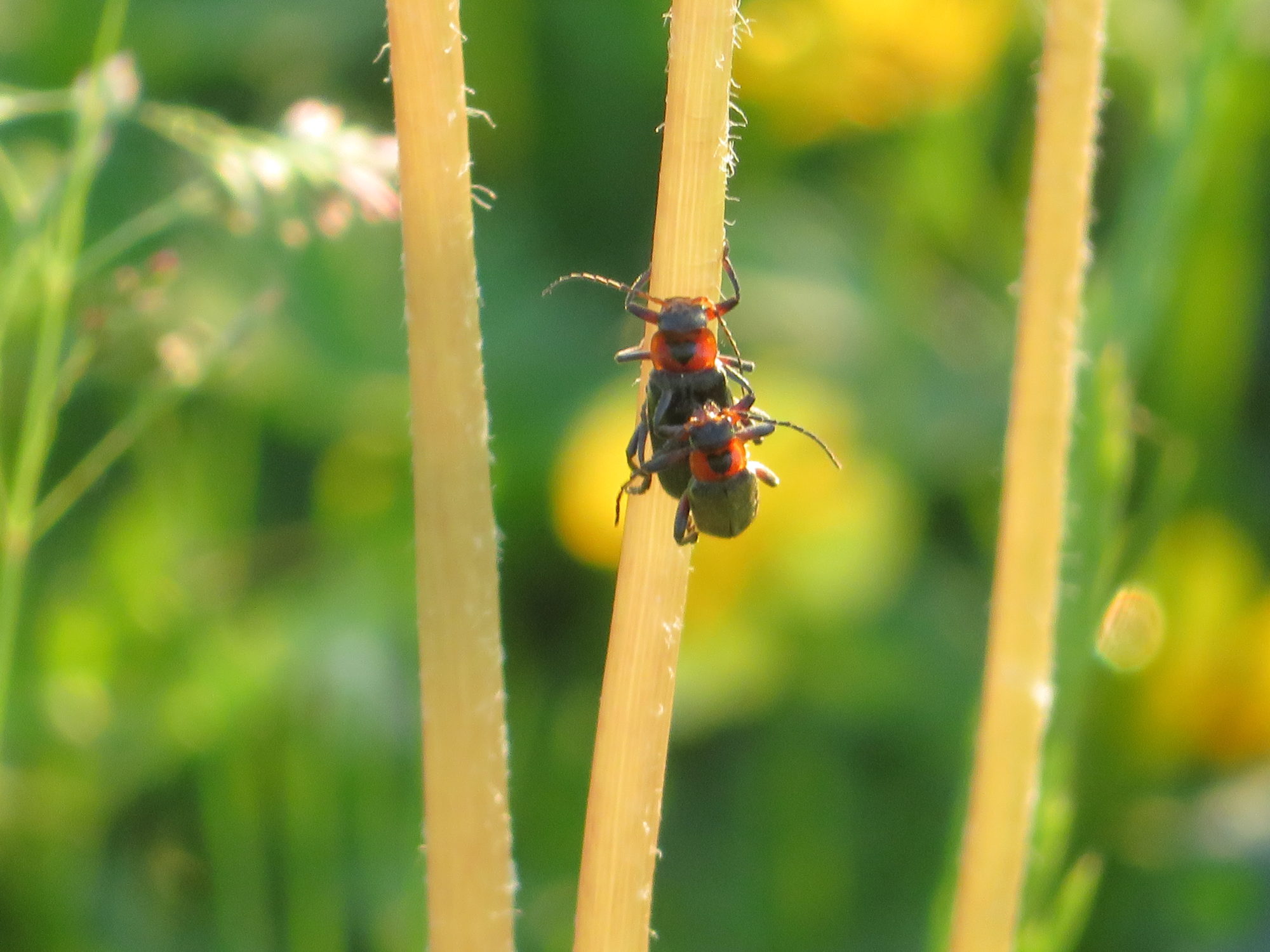Valokuvaaja: Risto Kangassalo