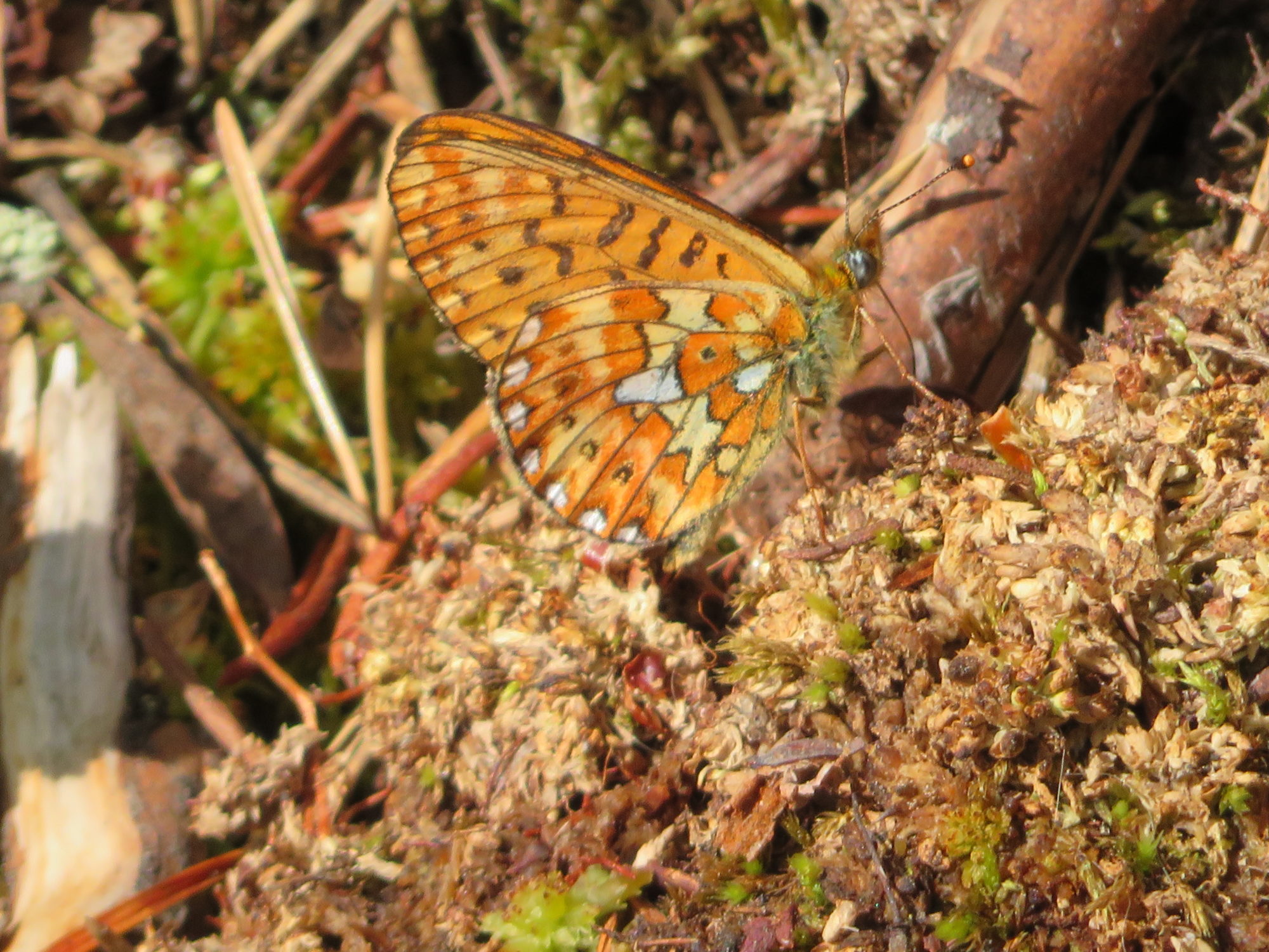 Valokuvaaja: Risto Kangassalo