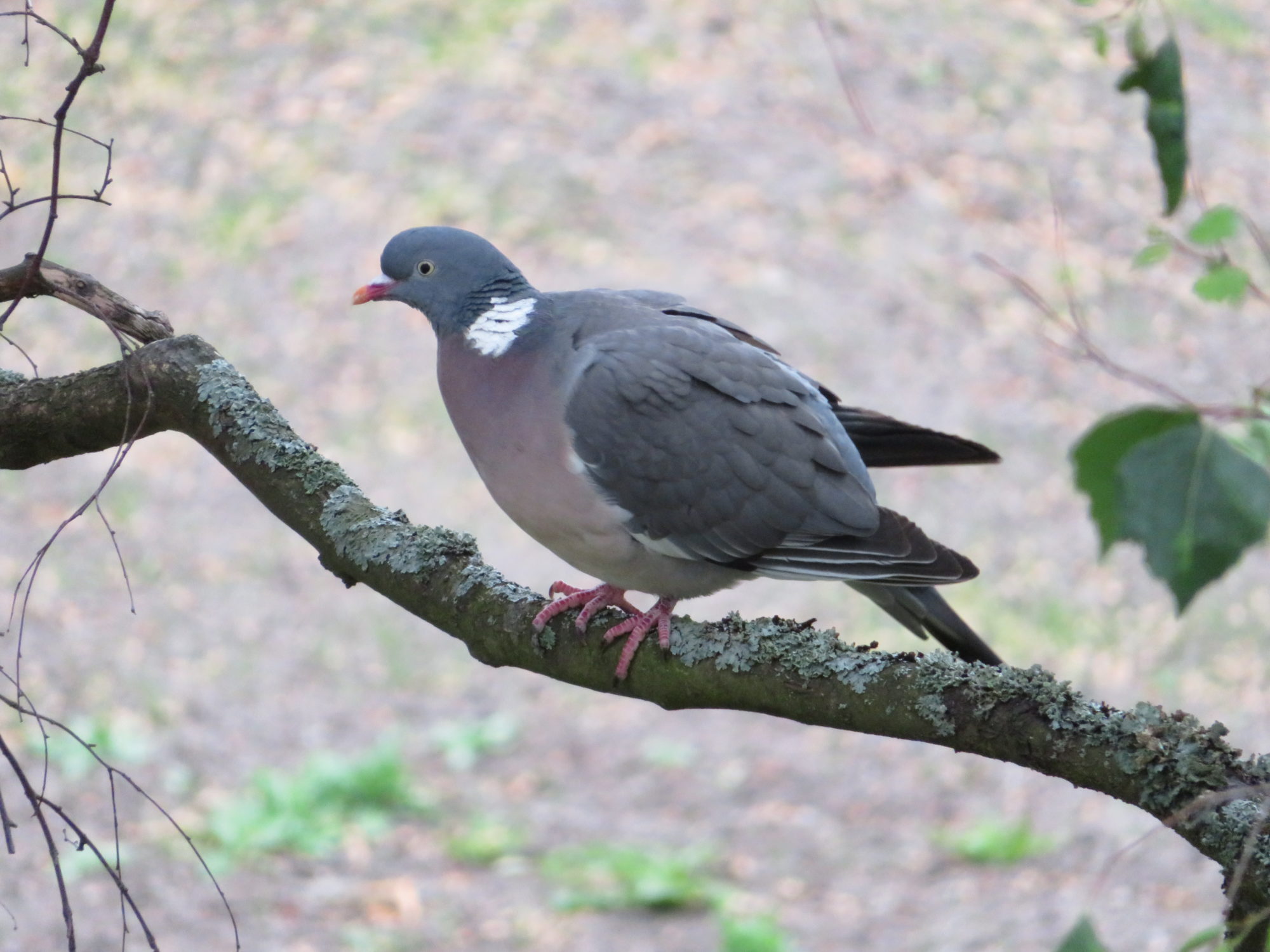 Valokuvaaja: Risto Kangassalo