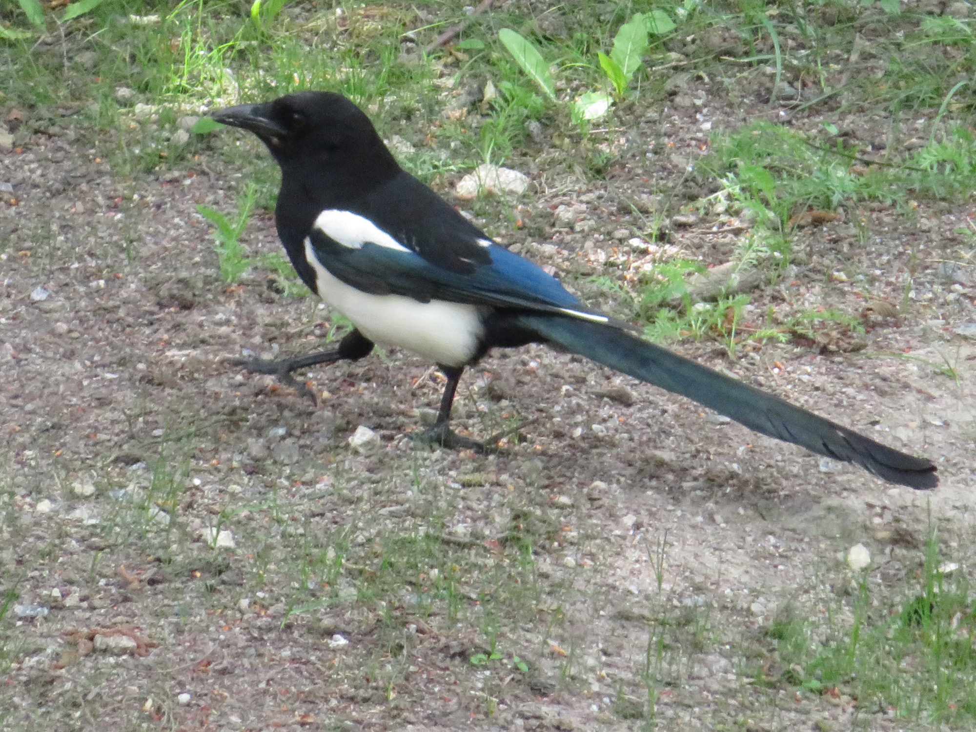 Valokuvaaja: Risto Kangassalo