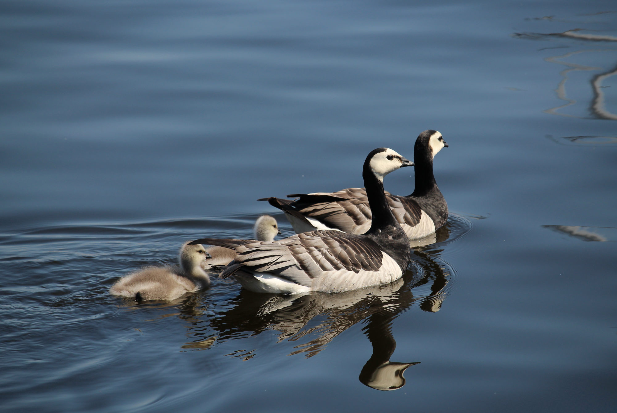 Valokuvaaja: Kirsi-Marja Joenpolvi