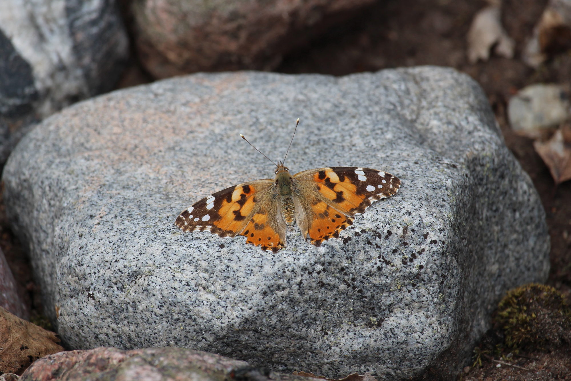 Valokuvaaja: Kirsi-Marja Joenpolvi