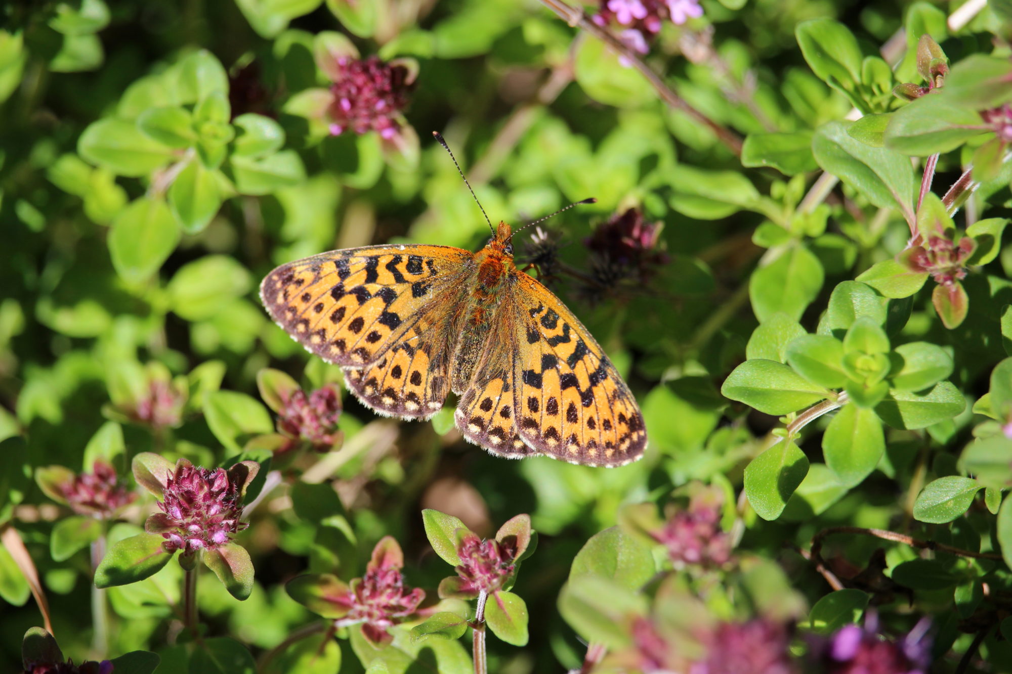 Valokuvaaja: Kirsi-Marja Joenpolvi