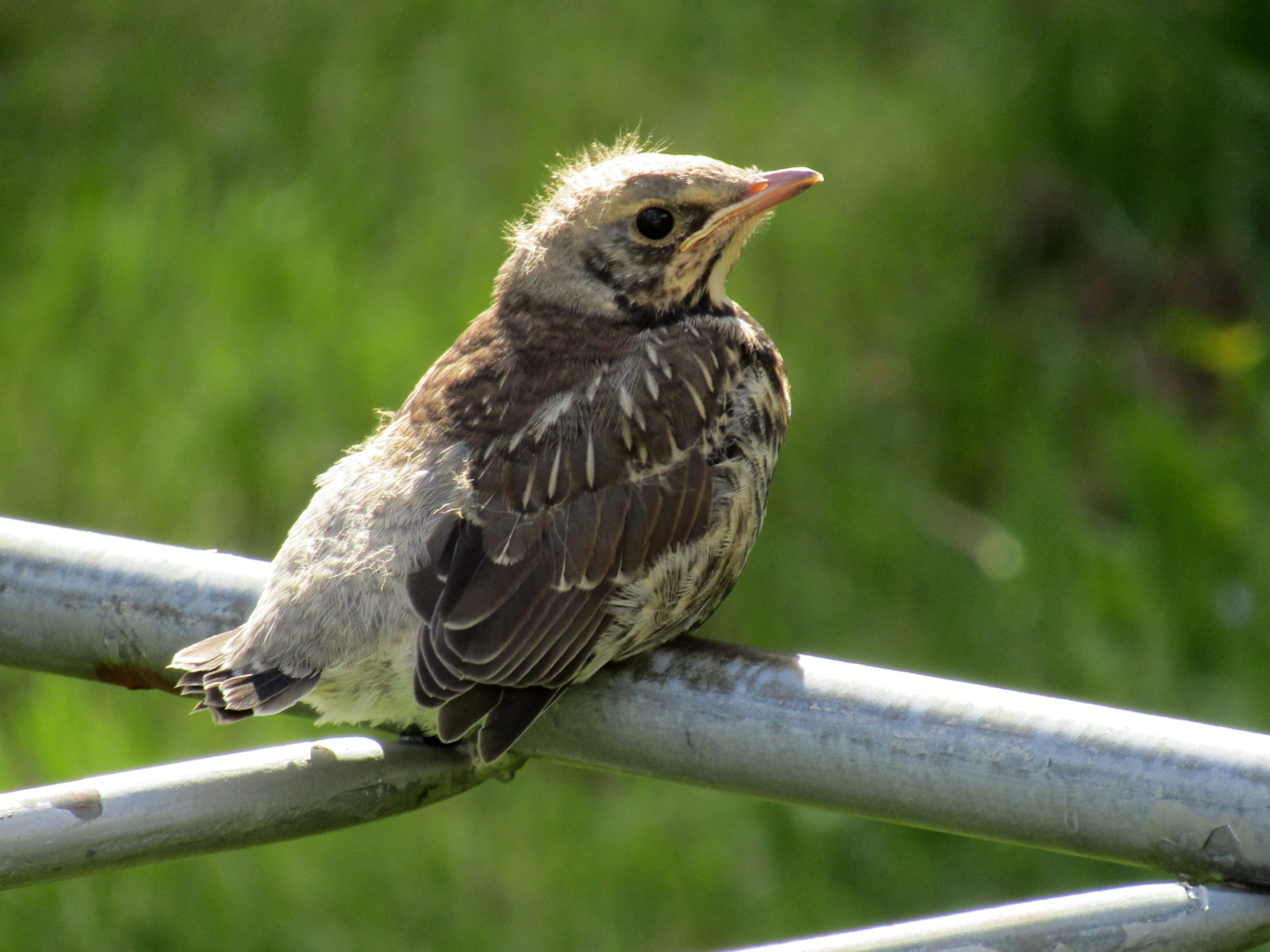 Valokuvaaja: Sirkka Ruotoistenmäki