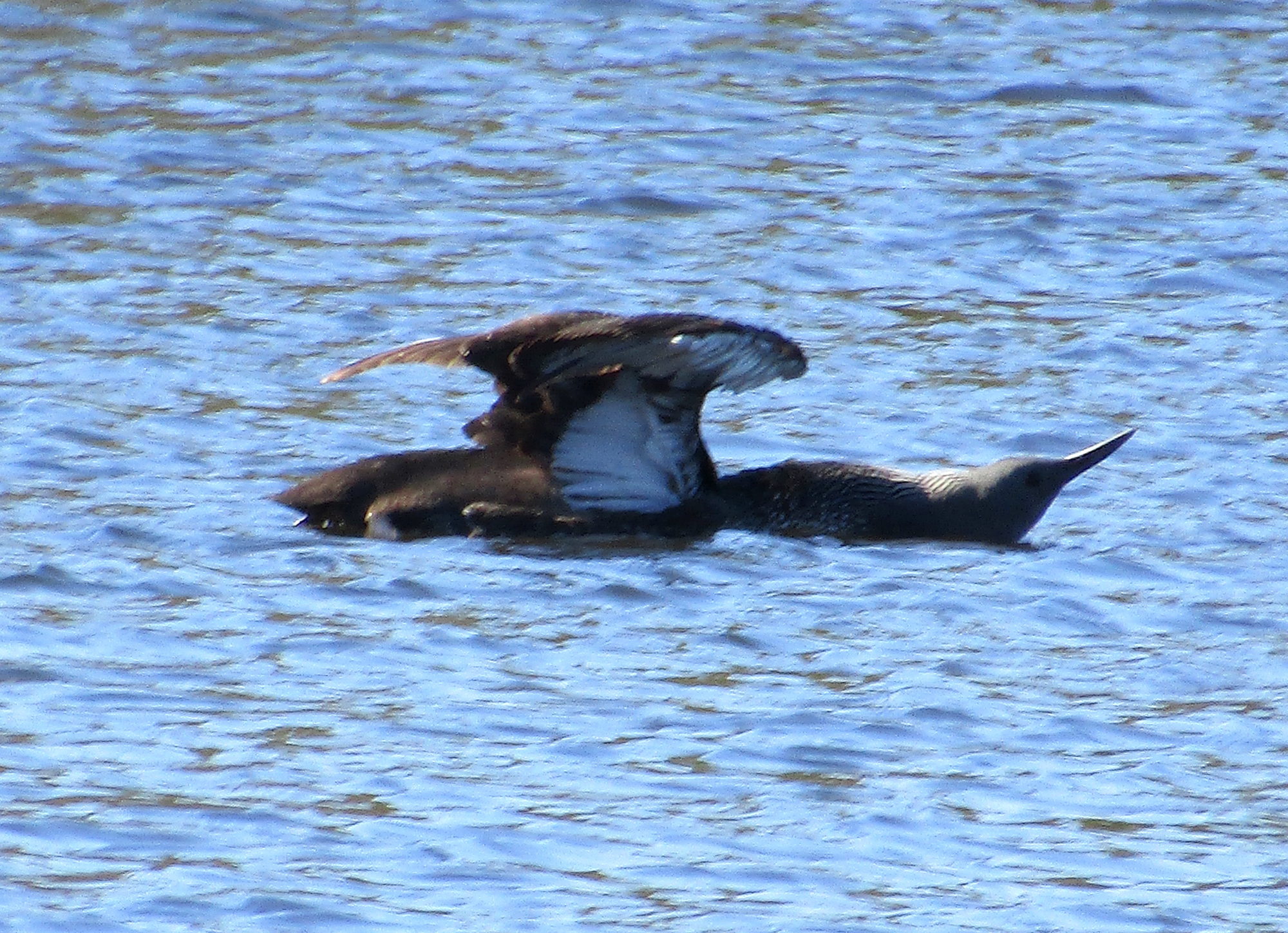 Valokuvaaja: Sirkka Ruotoistenmäki Valokuvaaja: Sirkka Ruotoistenmäki