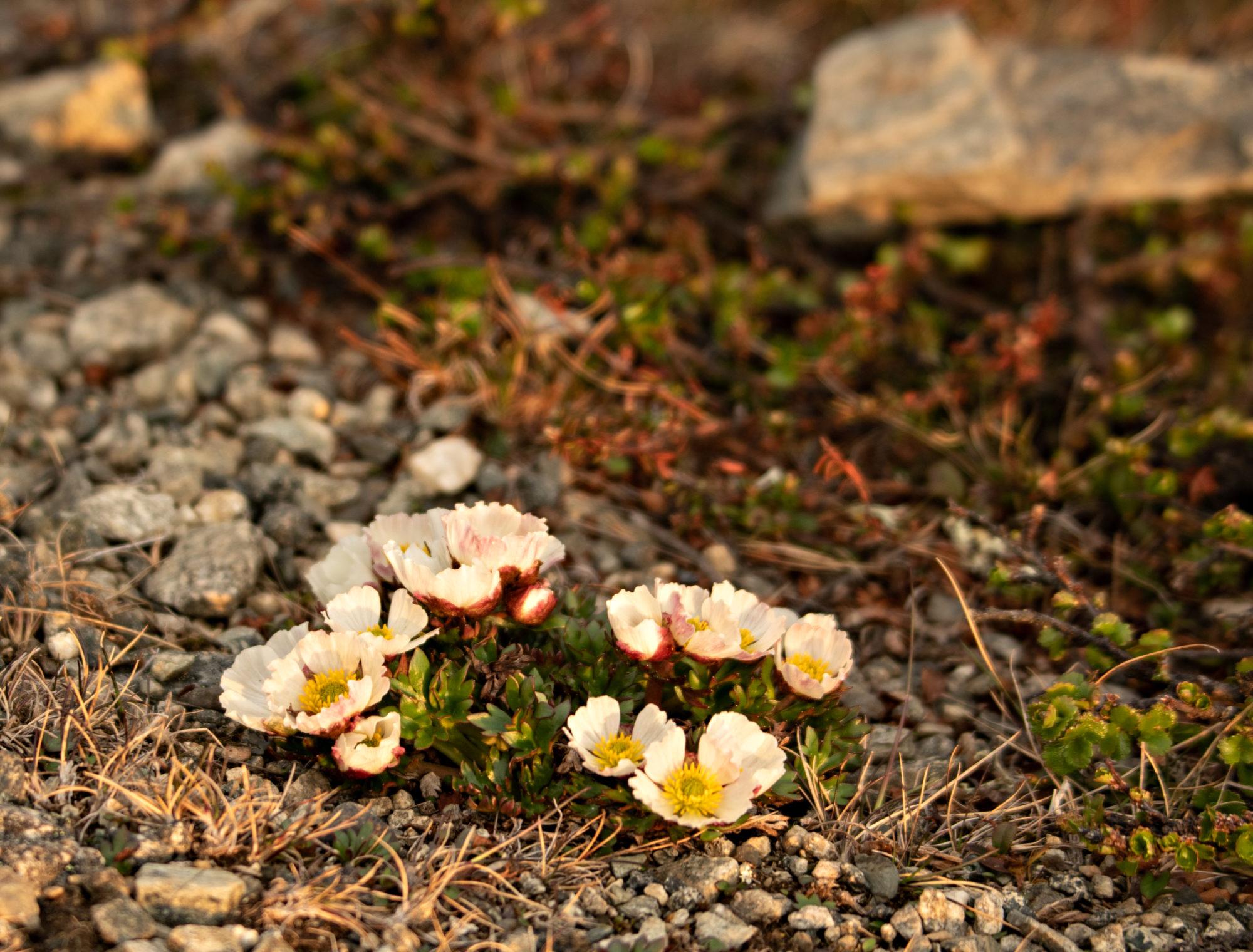 Valokuvaaja: Katri Niskanen Valokuvaaja: Katri Niskanen