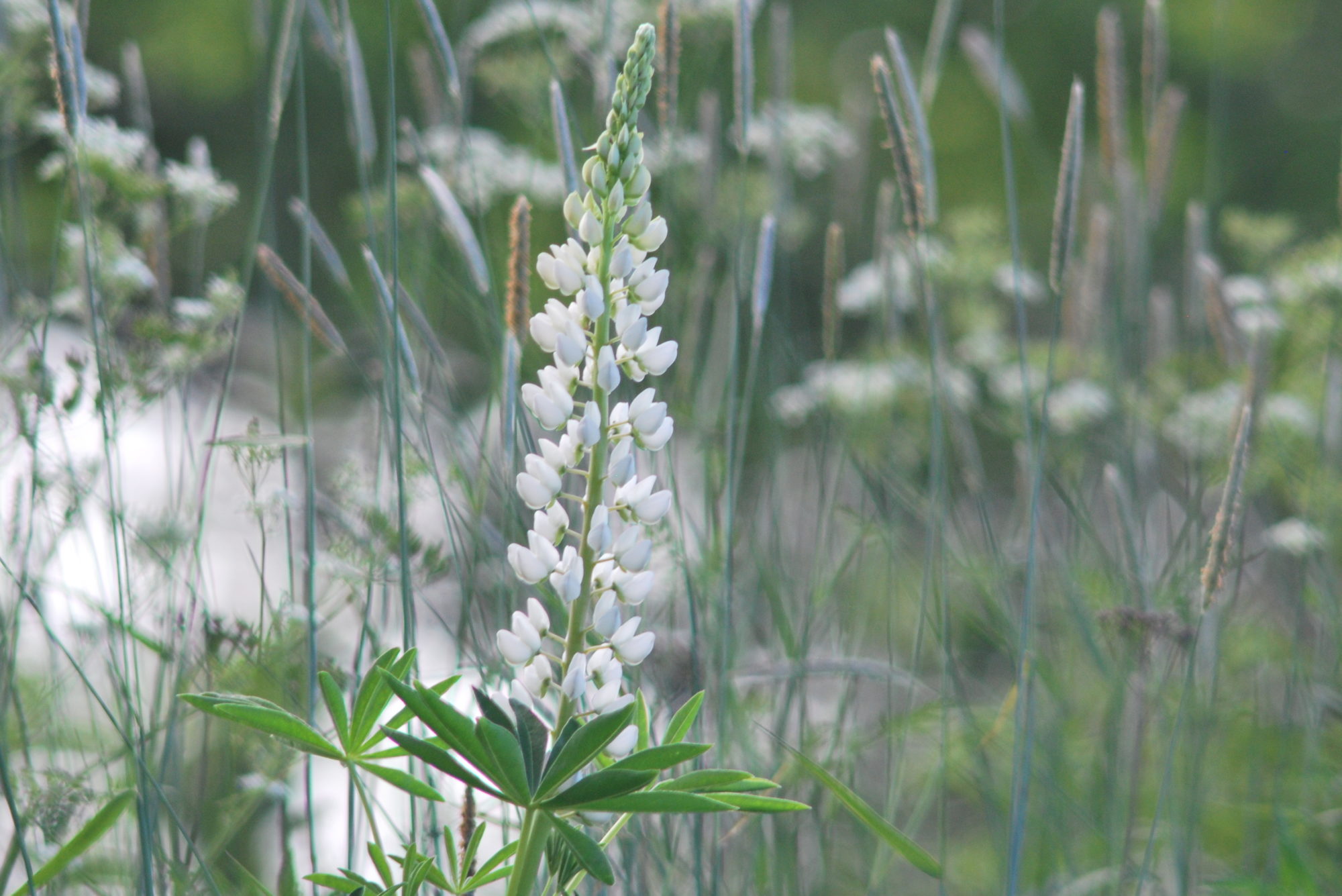 Valokuvaaja: Kaarlo Asikainen