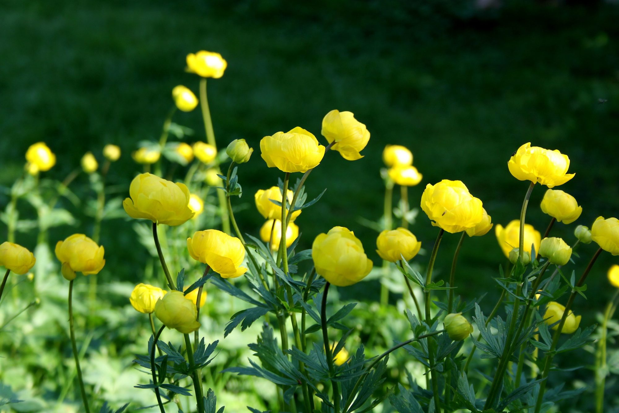 Valokuvaaja: Pirkko Siukonen
